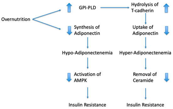 An Explanation for the Adiponectin Paradox