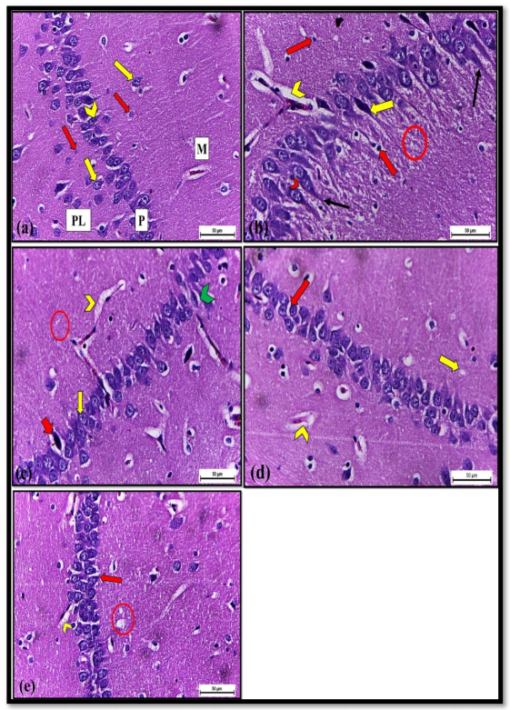 Pharmaceuticals 14 01305 g003 550