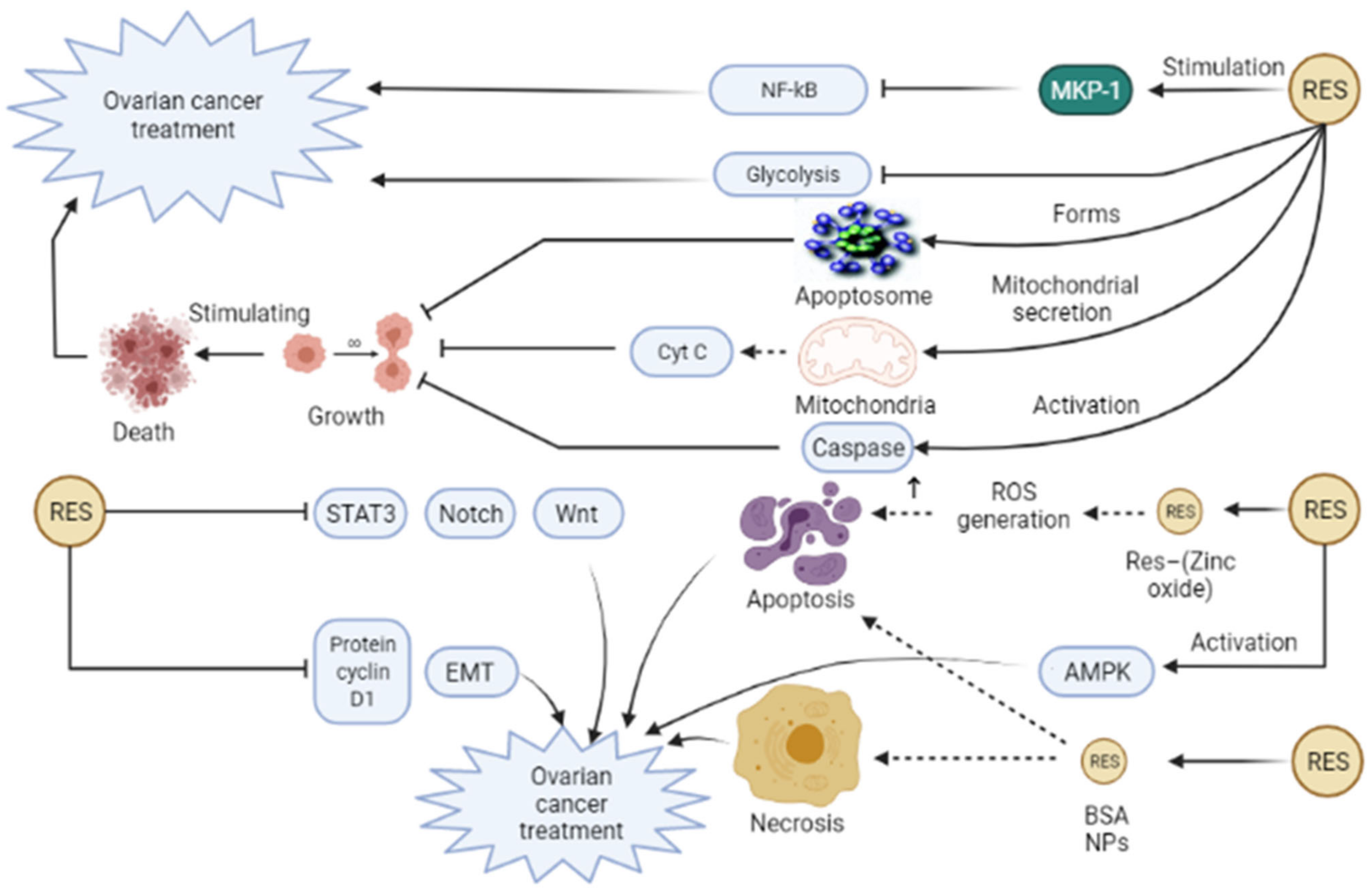 Pharmaceuticals 14 01315 g004 Pharmaceuticals 14 01315 g004