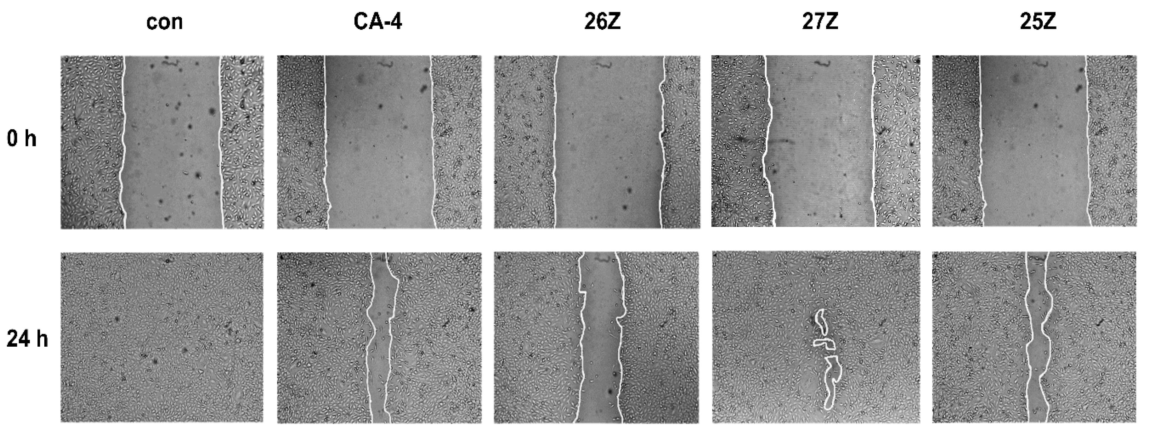 Pharmaceuticals 14 01331 g007
