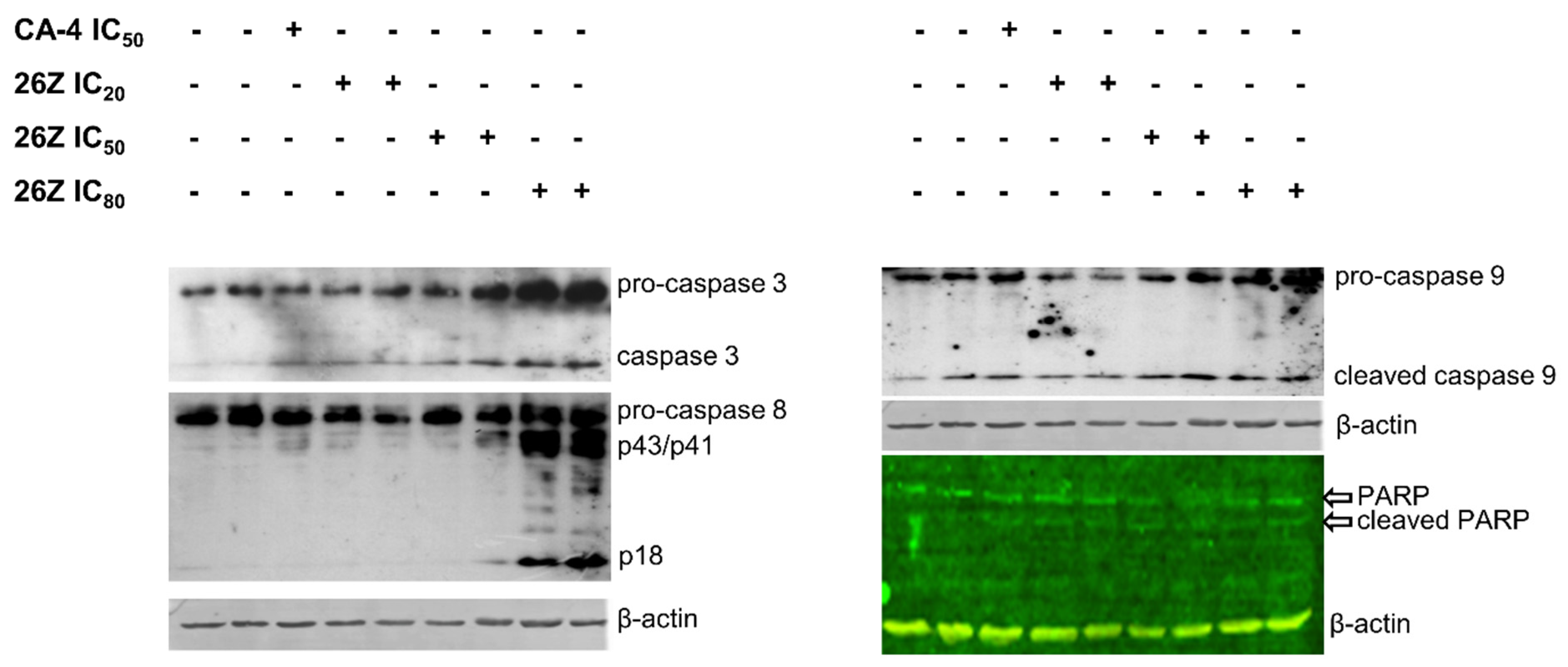 Pharmaceuticals 14 01331 g013