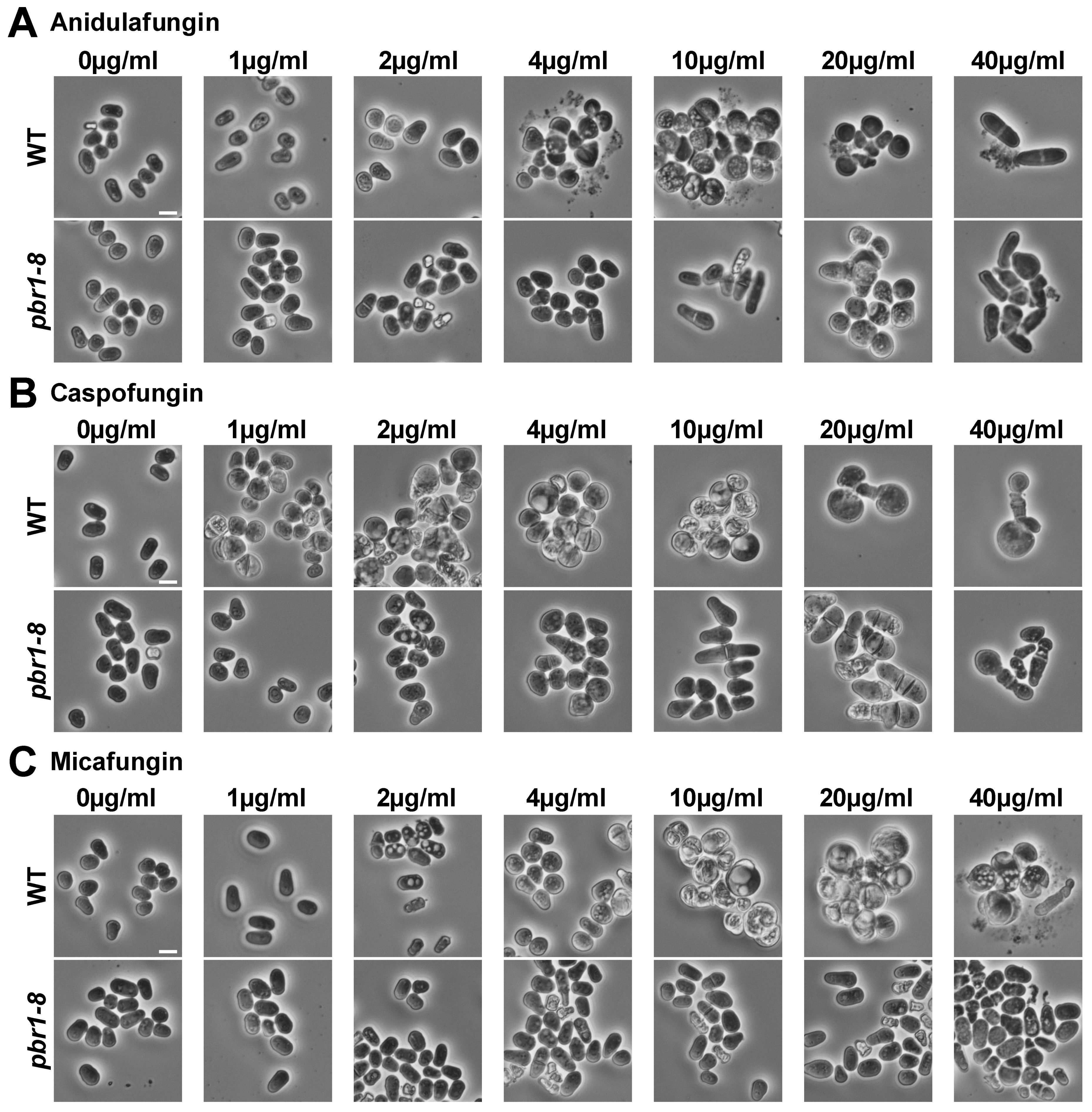 Pharmaceuticals 14 01332 g001