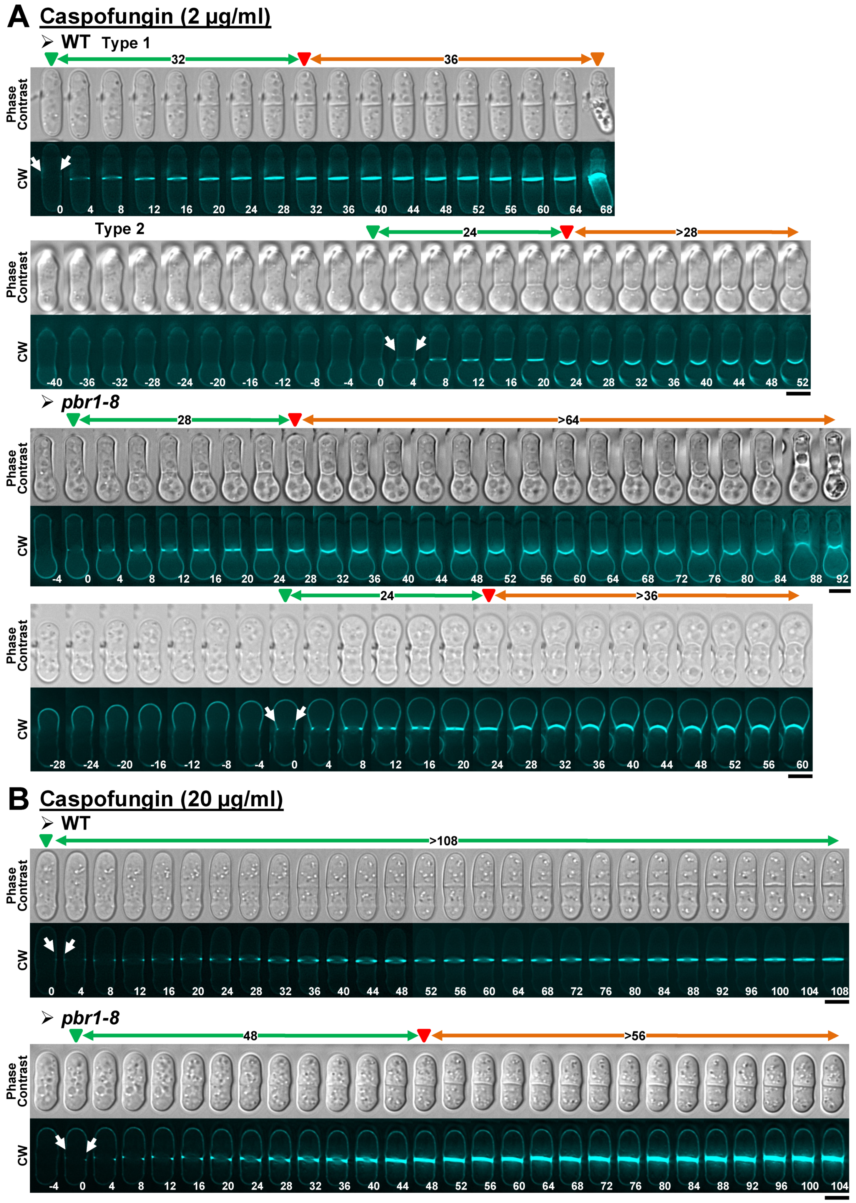 Pharmaceuticals 14 01332 g004