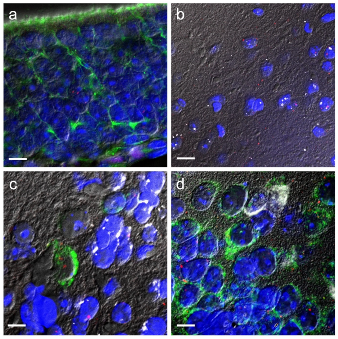 Pharmaceuticals 14 01336 g002
