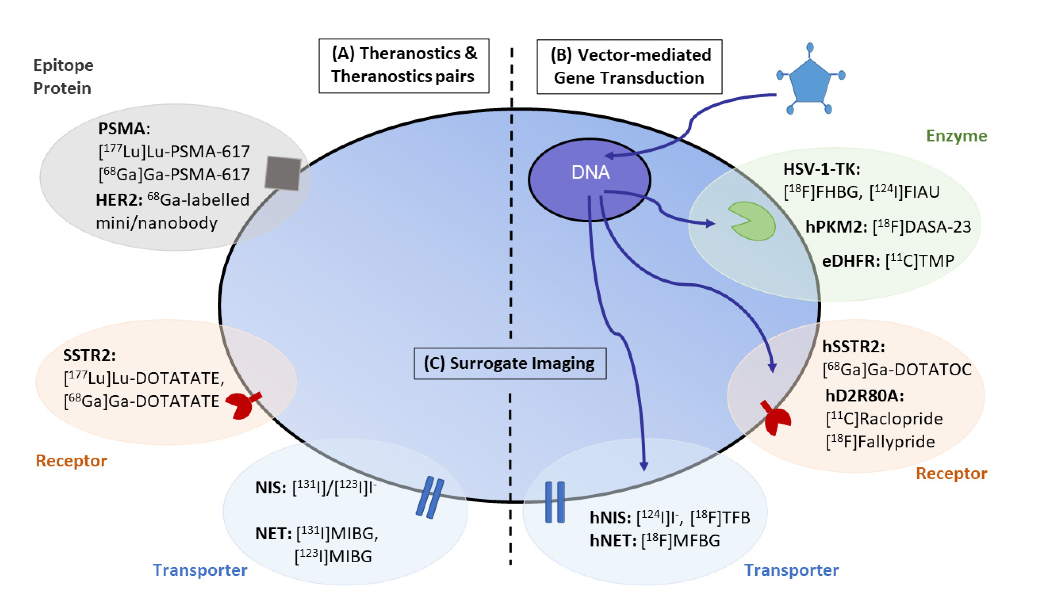 Pharmaceuticals 15 00013 g001