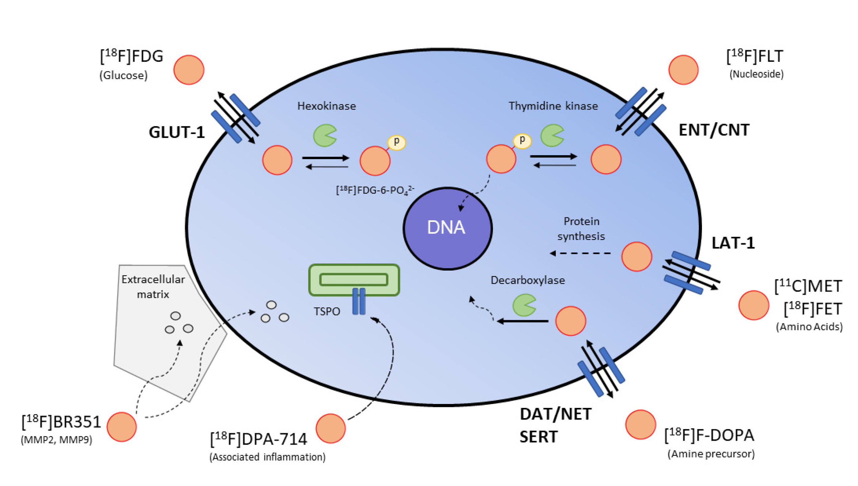 Pharmaceuticals 15 00013 g003