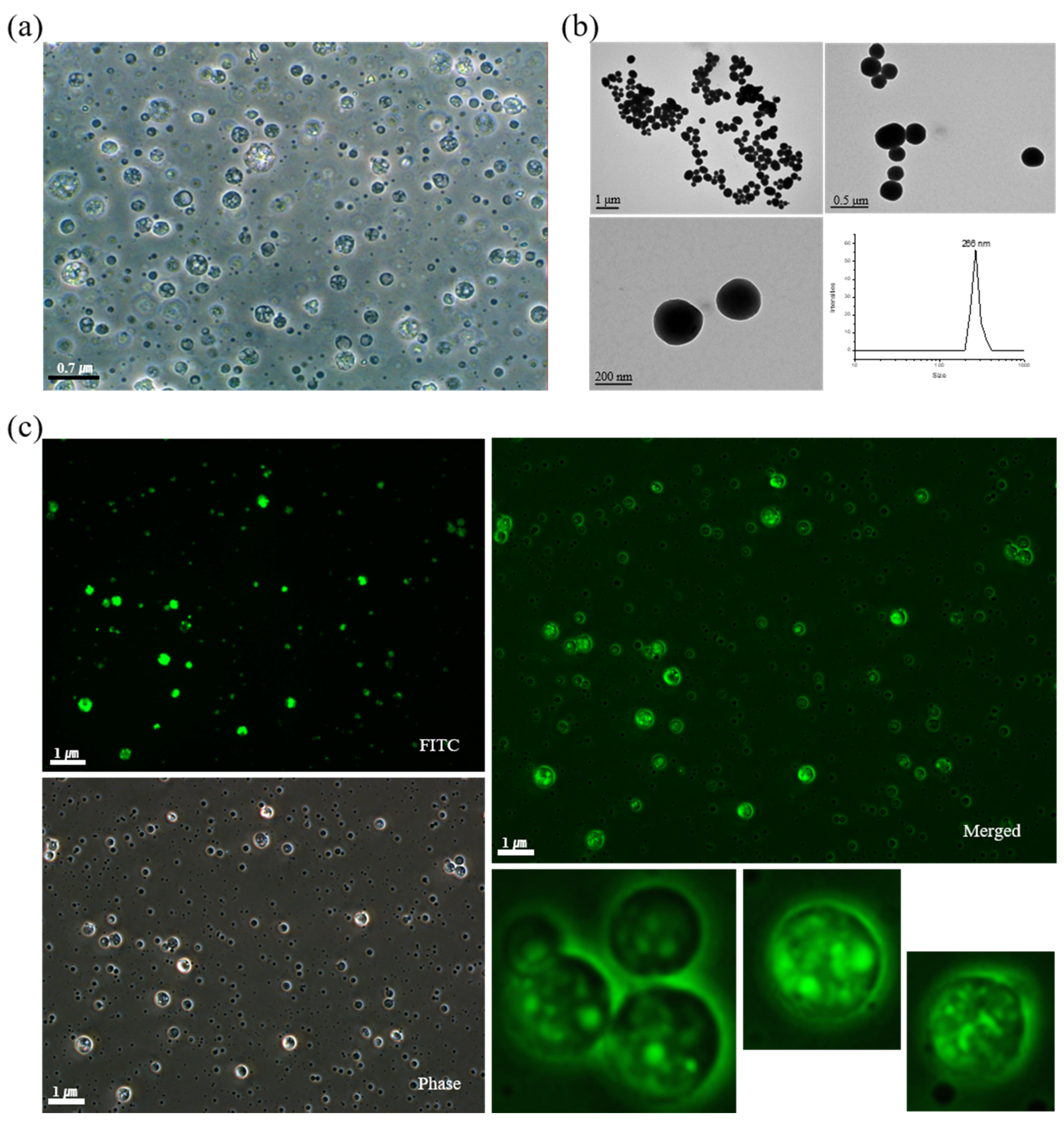 Pharmaceuticals 15 00017 g002 550