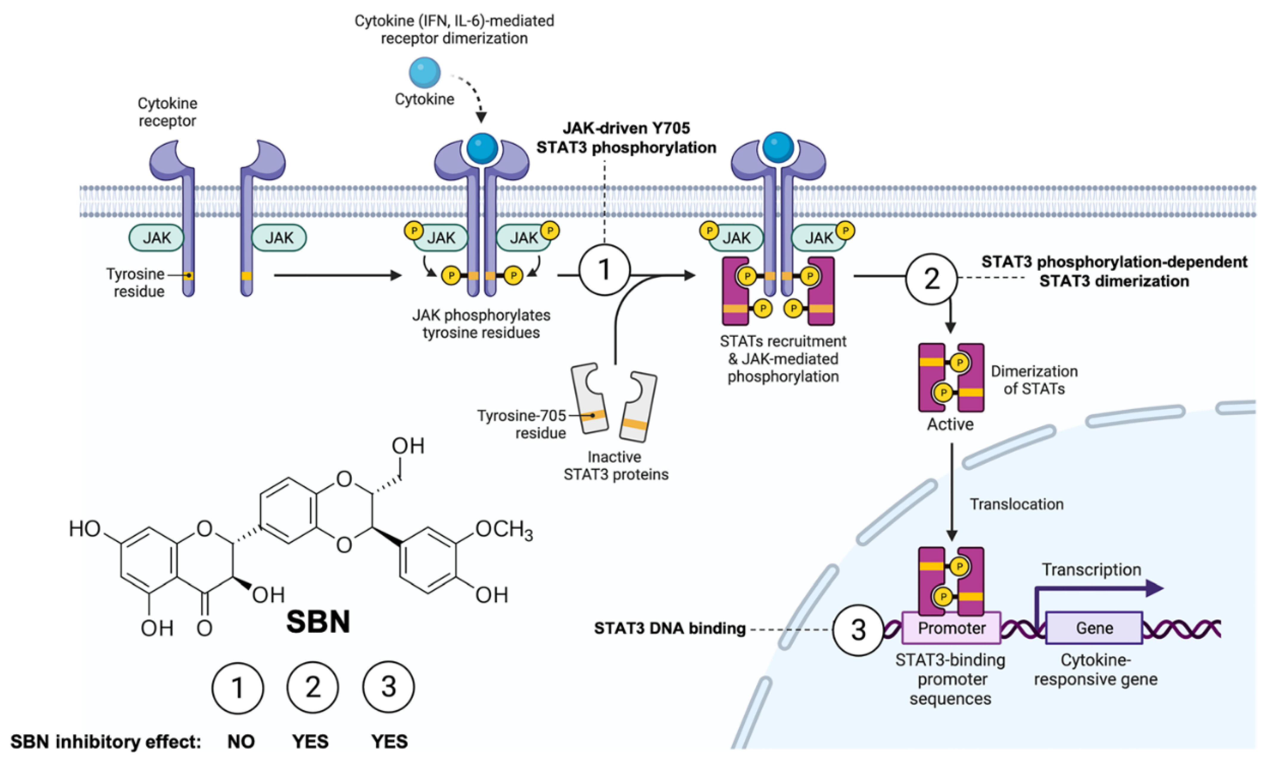 Pharmaceuticals 15 00019 g003