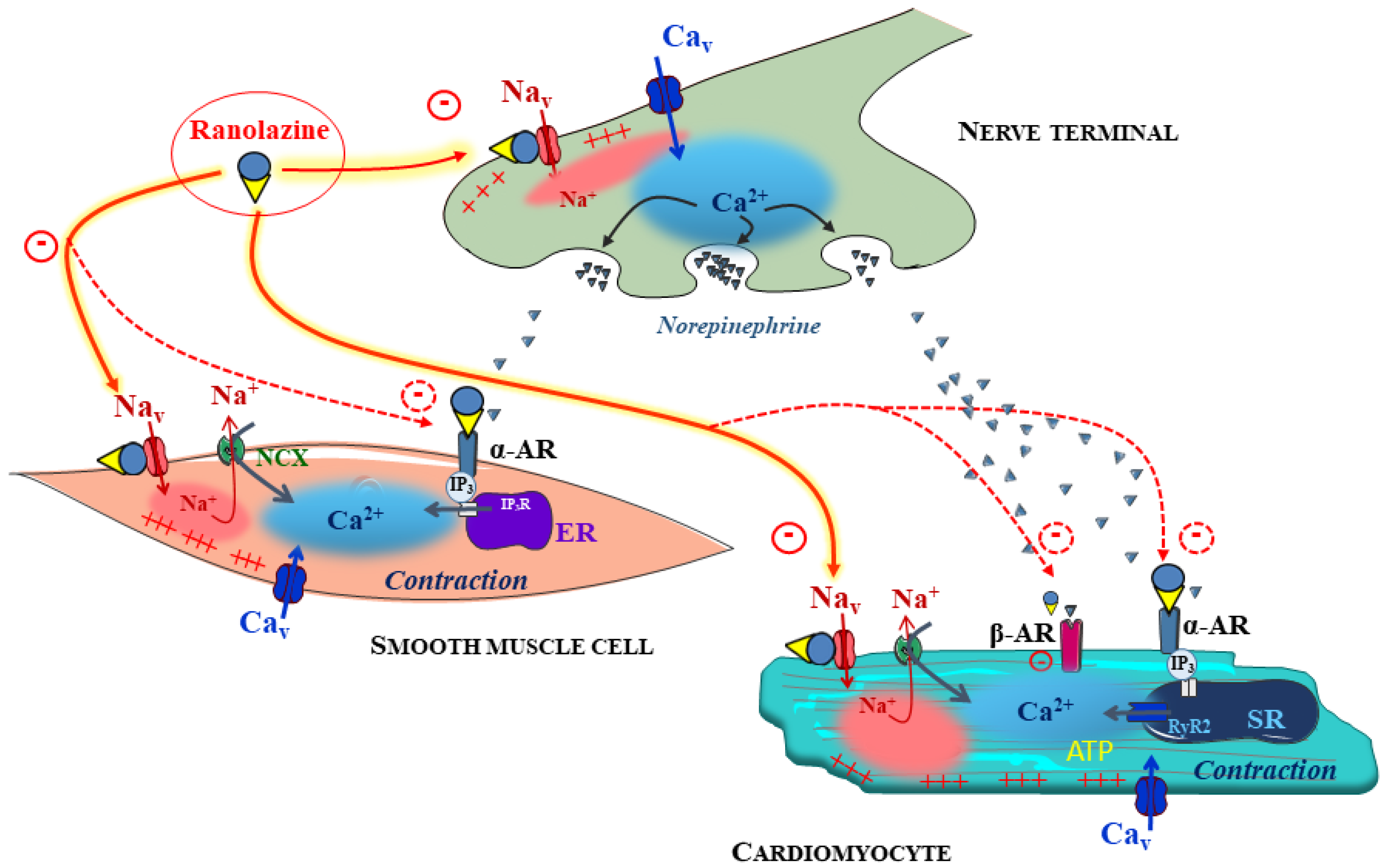Pharmaceuticals 15 00031 g004 Pharmaceuticals 15 00031 g004