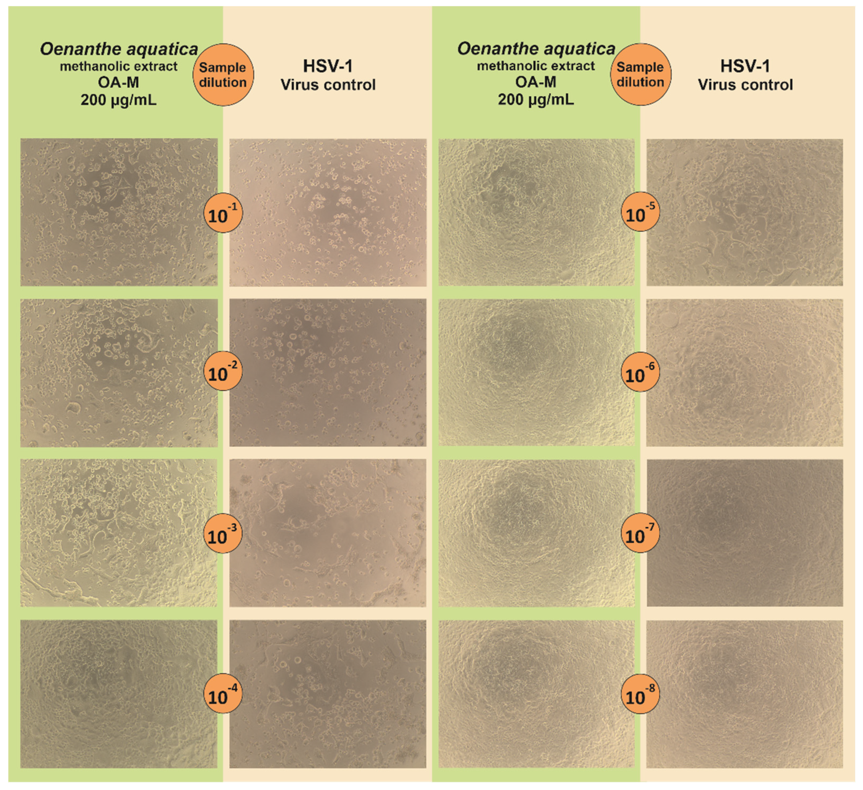 Pharmaceuticals 15 00050 g004 550