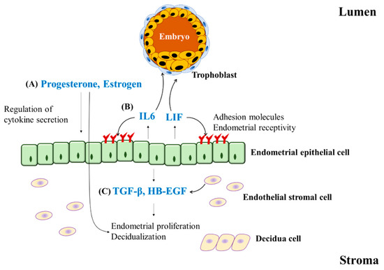 Autophagy as a Therapeutic Target of Natural Products