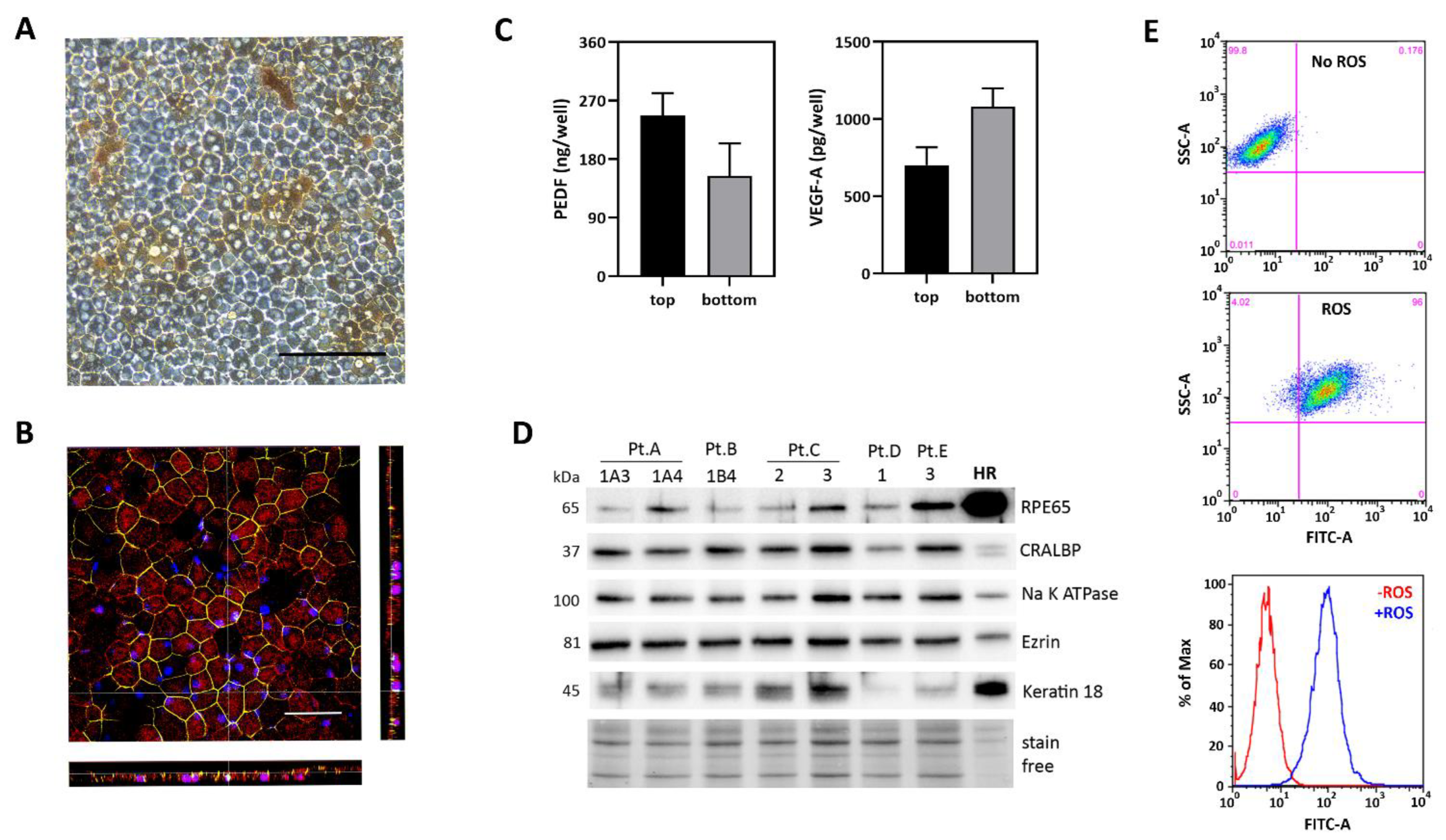 Pharmaceuticals 15 00062 g002 550