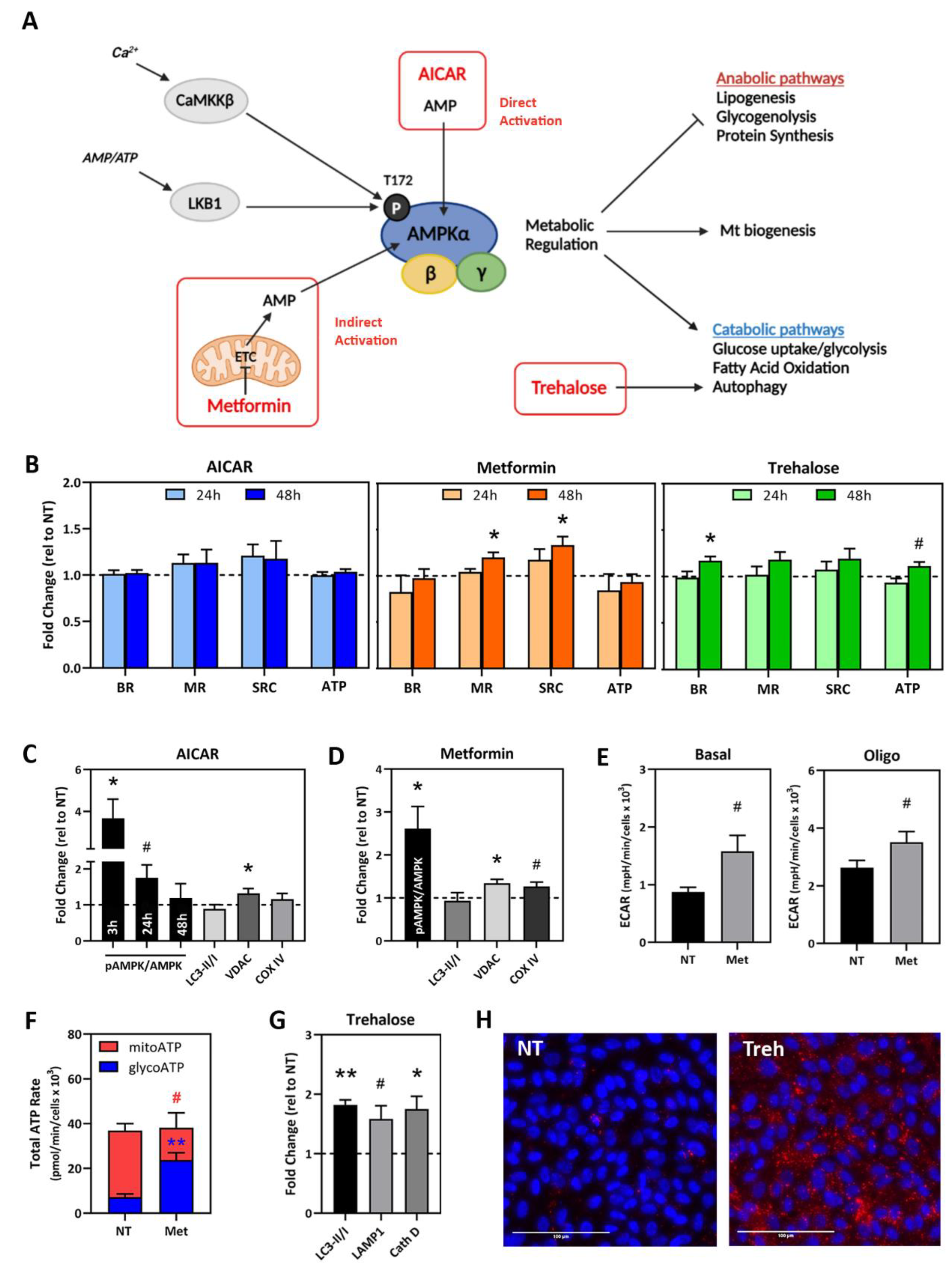 Pharmaceuticals 15 00062 g004 550