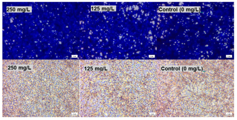 Pharmaceuticals 15 00071 g005 550