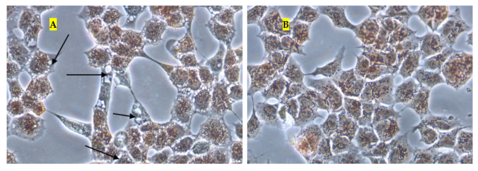 Pharmaceuticals 15 00071 g008 550