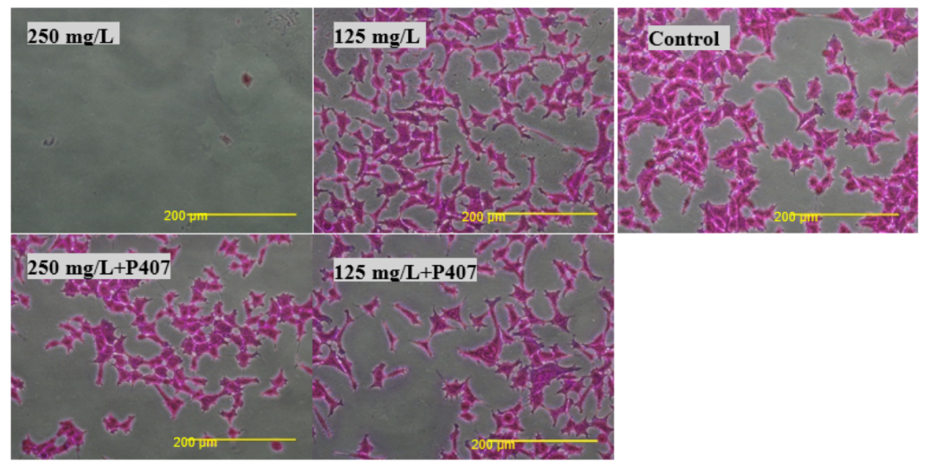 Pharmaceuticals 15 00071 g010 550