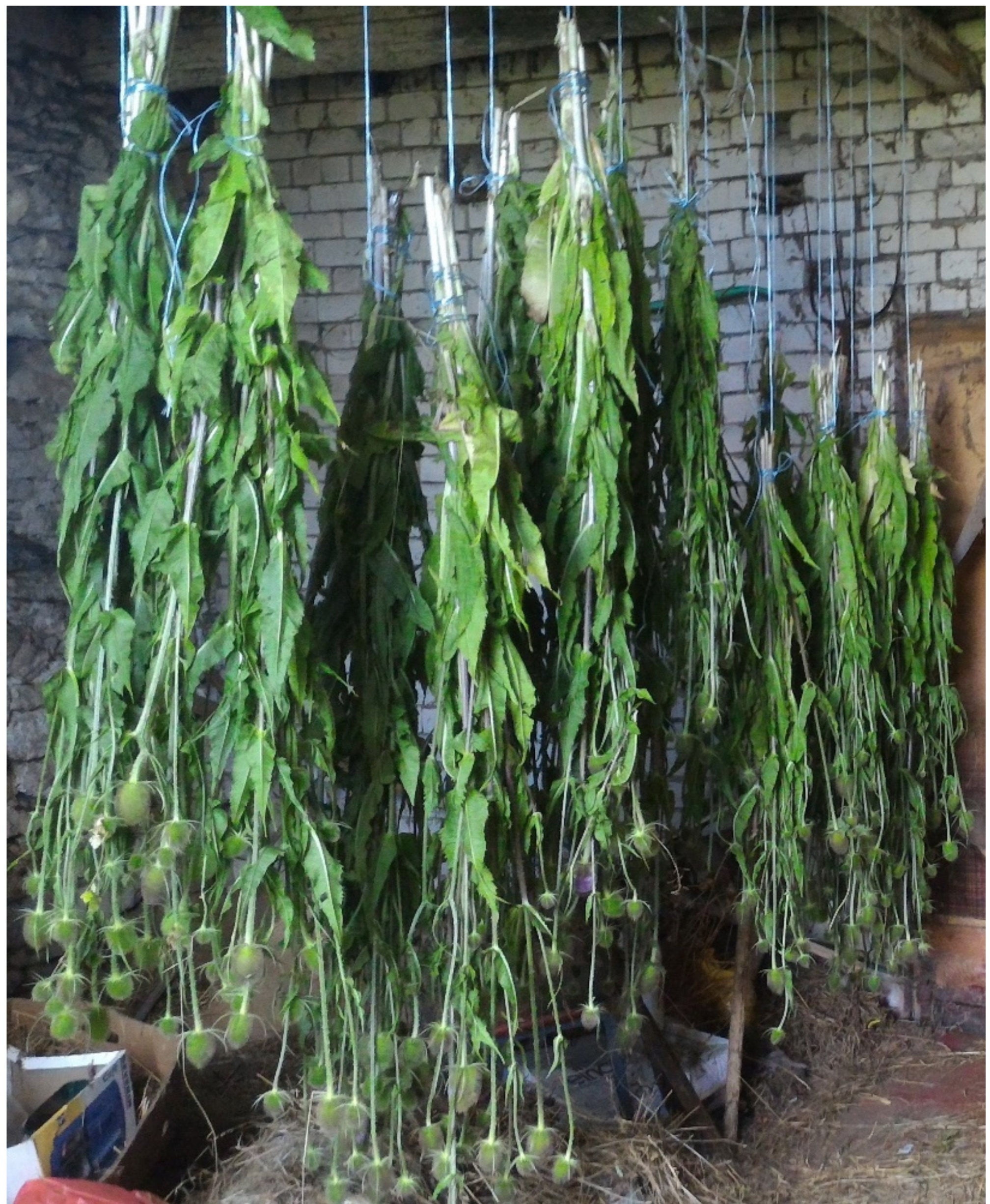 Pharmaceuticals 15 00087 g001 Pharmaceuticals 15 00087 g001