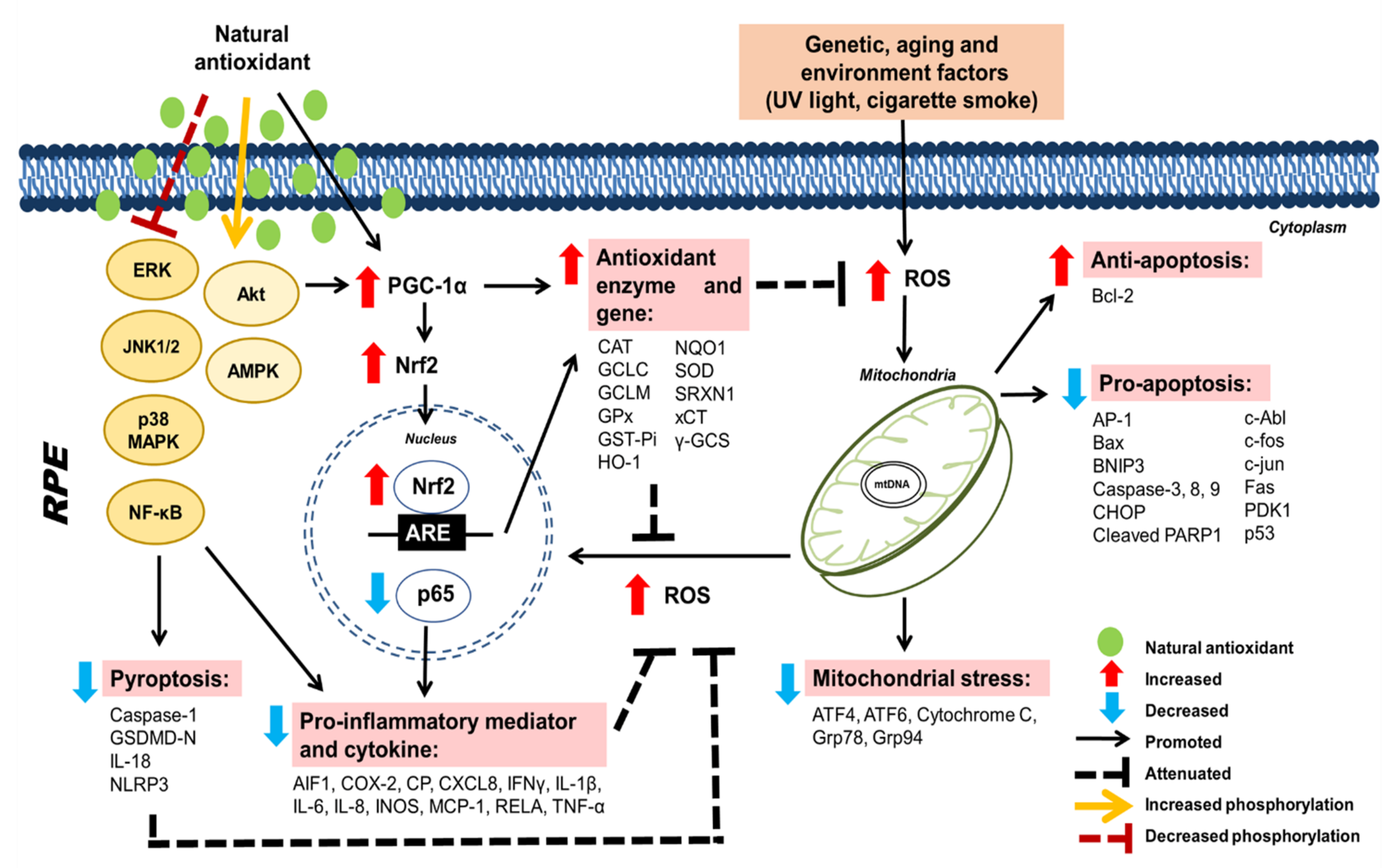 Pharmaceuticals 15 00101 g003