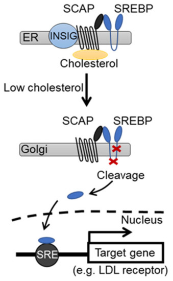 Pharmaceuticals | Free Full-Text | Beyond Lipid-Lowering: Effects of  Statins on Cardiovascular and Cerebrovascular Diseases and Cancer