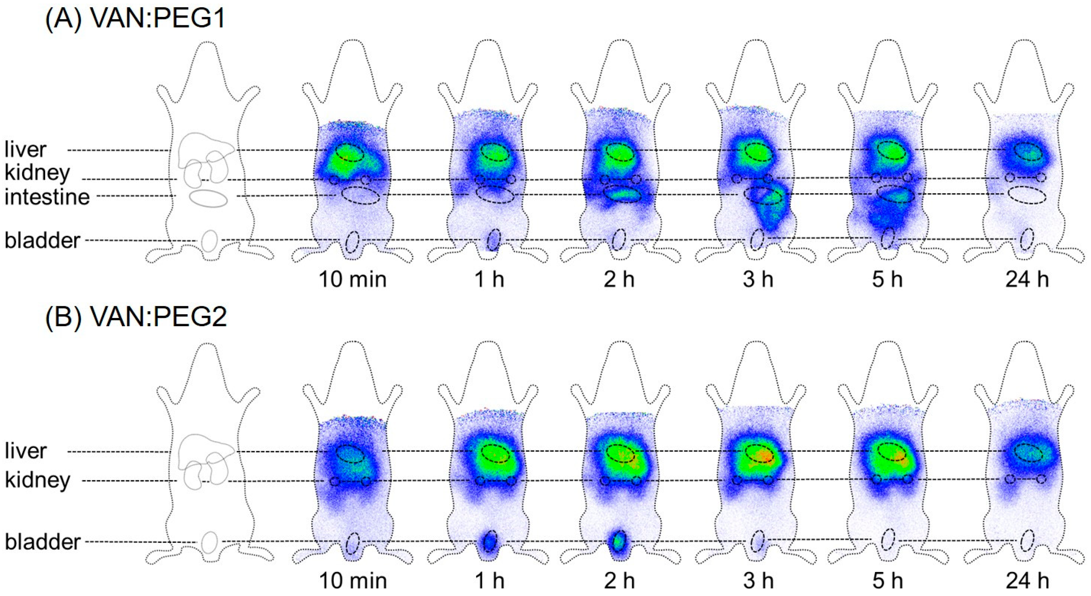 Pharmaceuticals 15 00159 g006 550