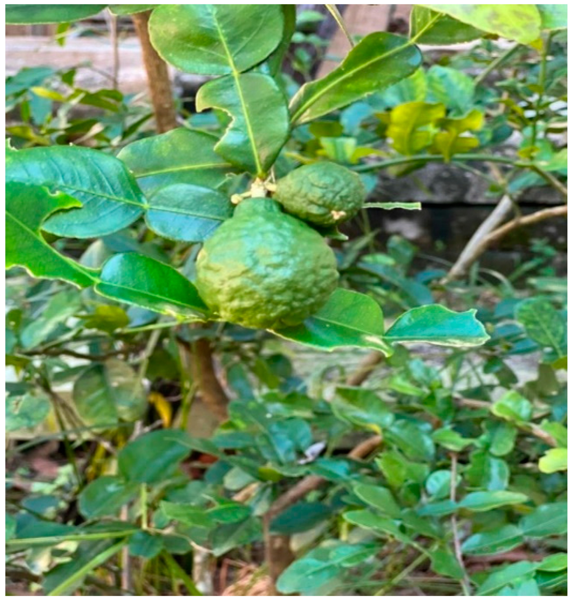 10 GRAM KAFFIR CITRUS AURANTIFOLIA CITRUS HYSTRIX 100 SEEDS OR KEY LIME 