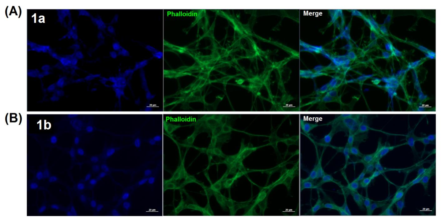 Pharmaceuticals 15 00169 g004