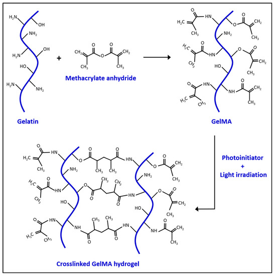 Pharmaceuticals Free FullText Gelatin Methacrylate Hydrogel for