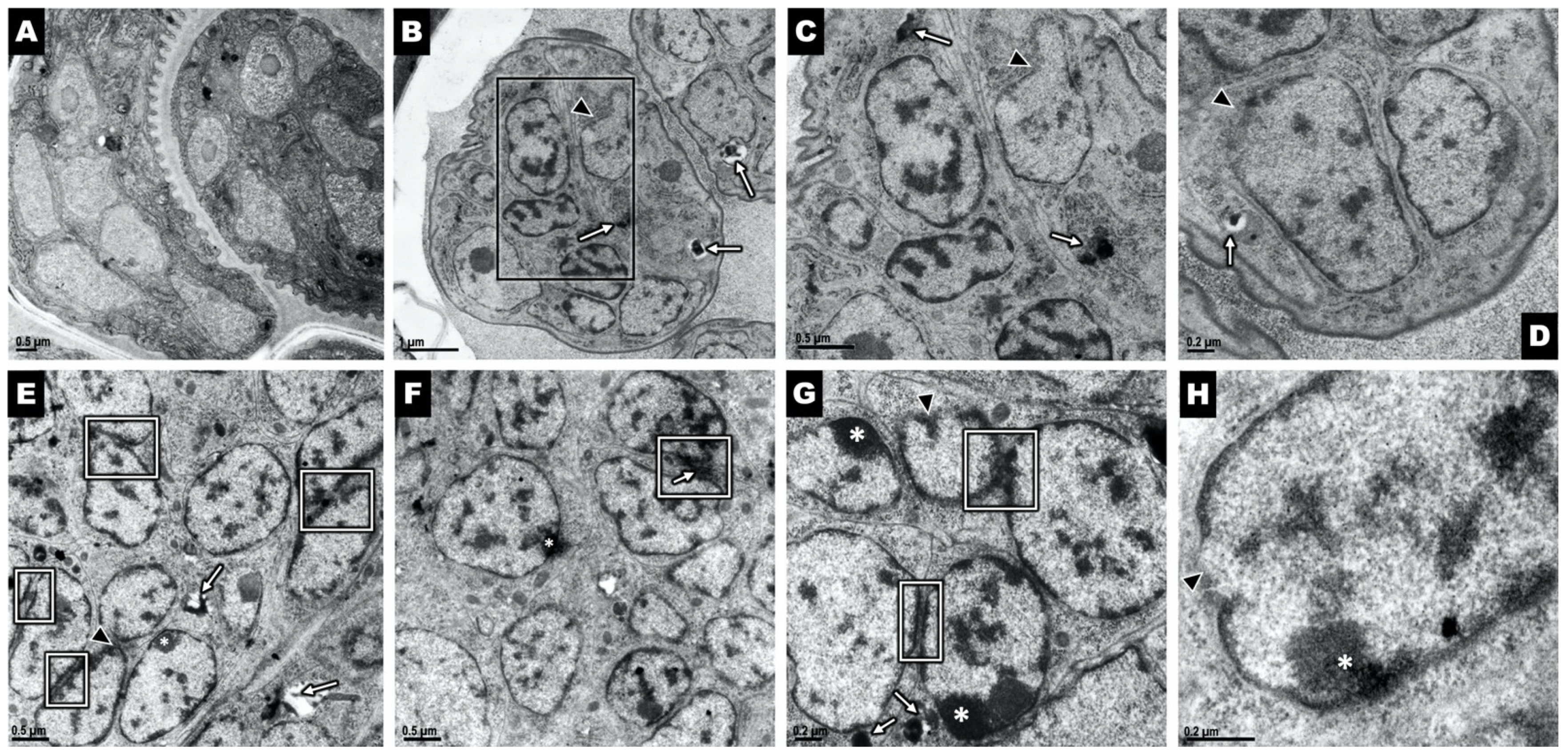 Pharmaceuticals 15 00189 g005