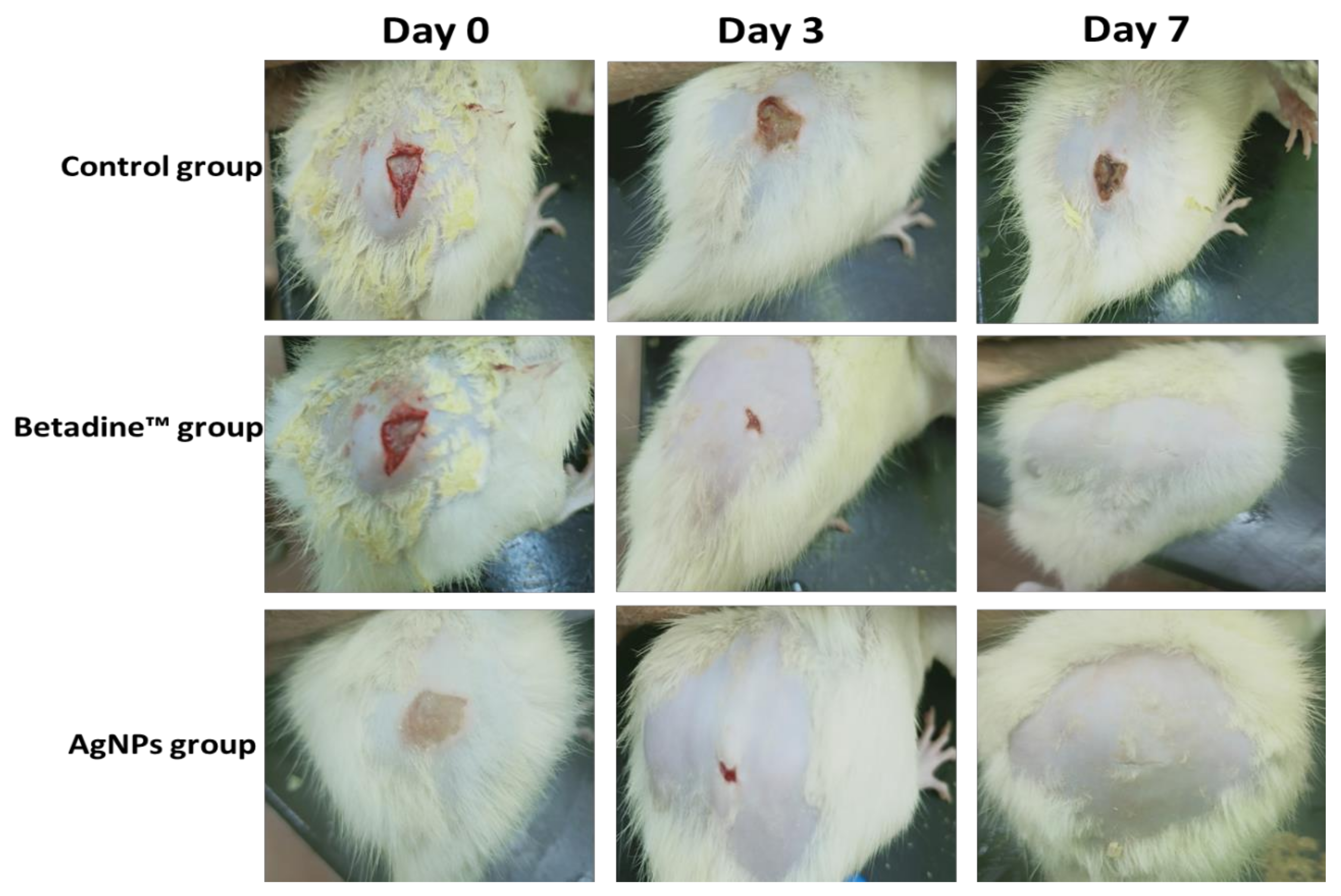 Pharmaceuticals 15 00194 g013