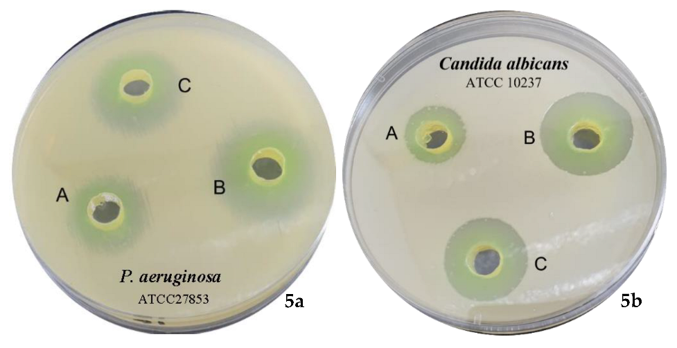 Pharmaceuticals 15 00216 g005