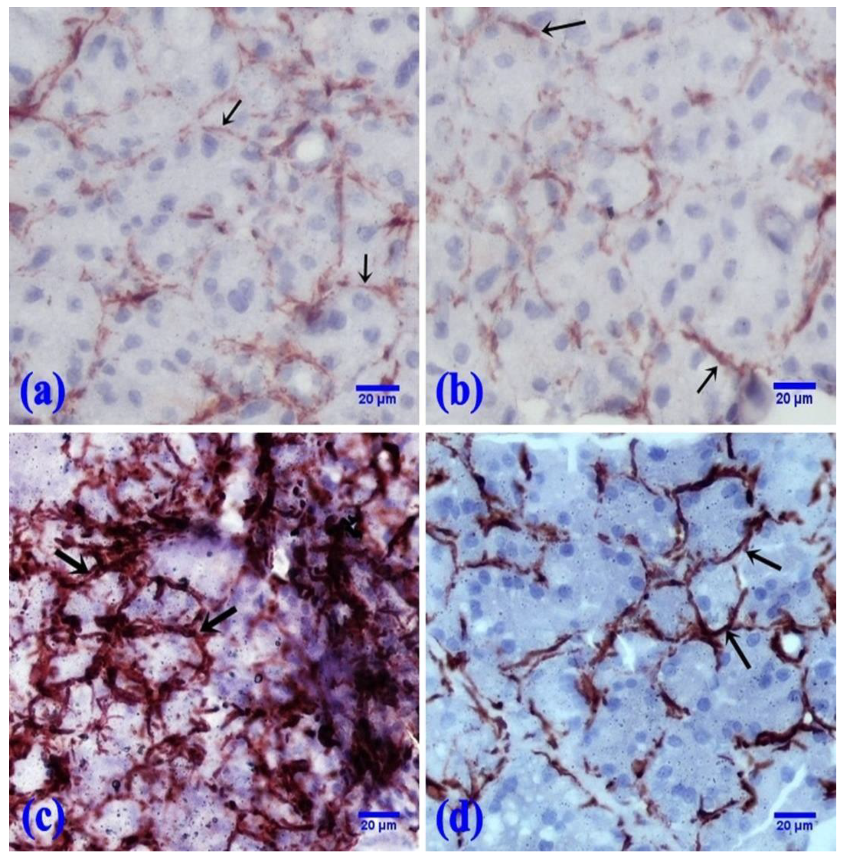 Pharmaceuticals 15 00232 g004