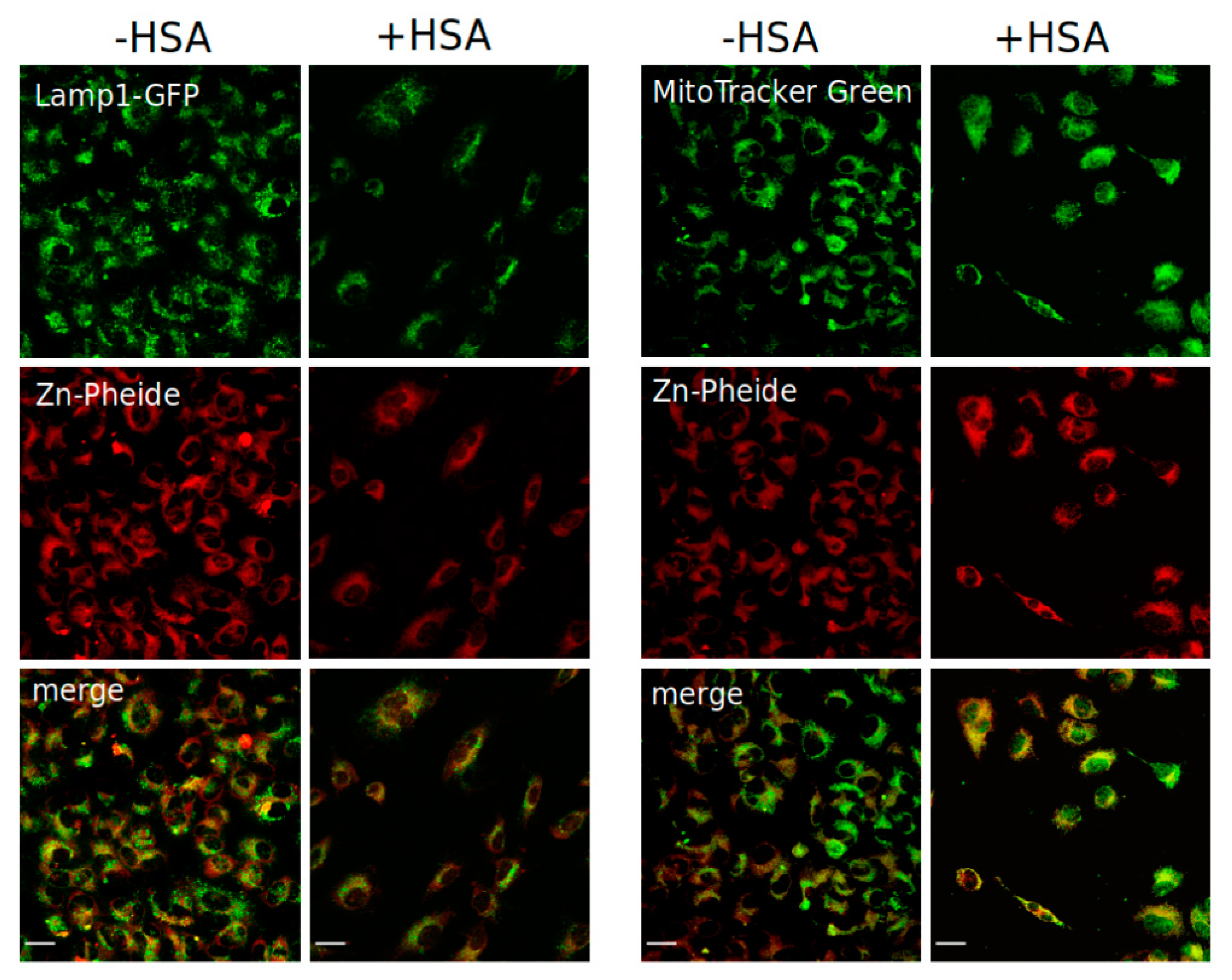Pharmaceuticals 15 00235 g005 Pharmaceuticals 15 00235 g005