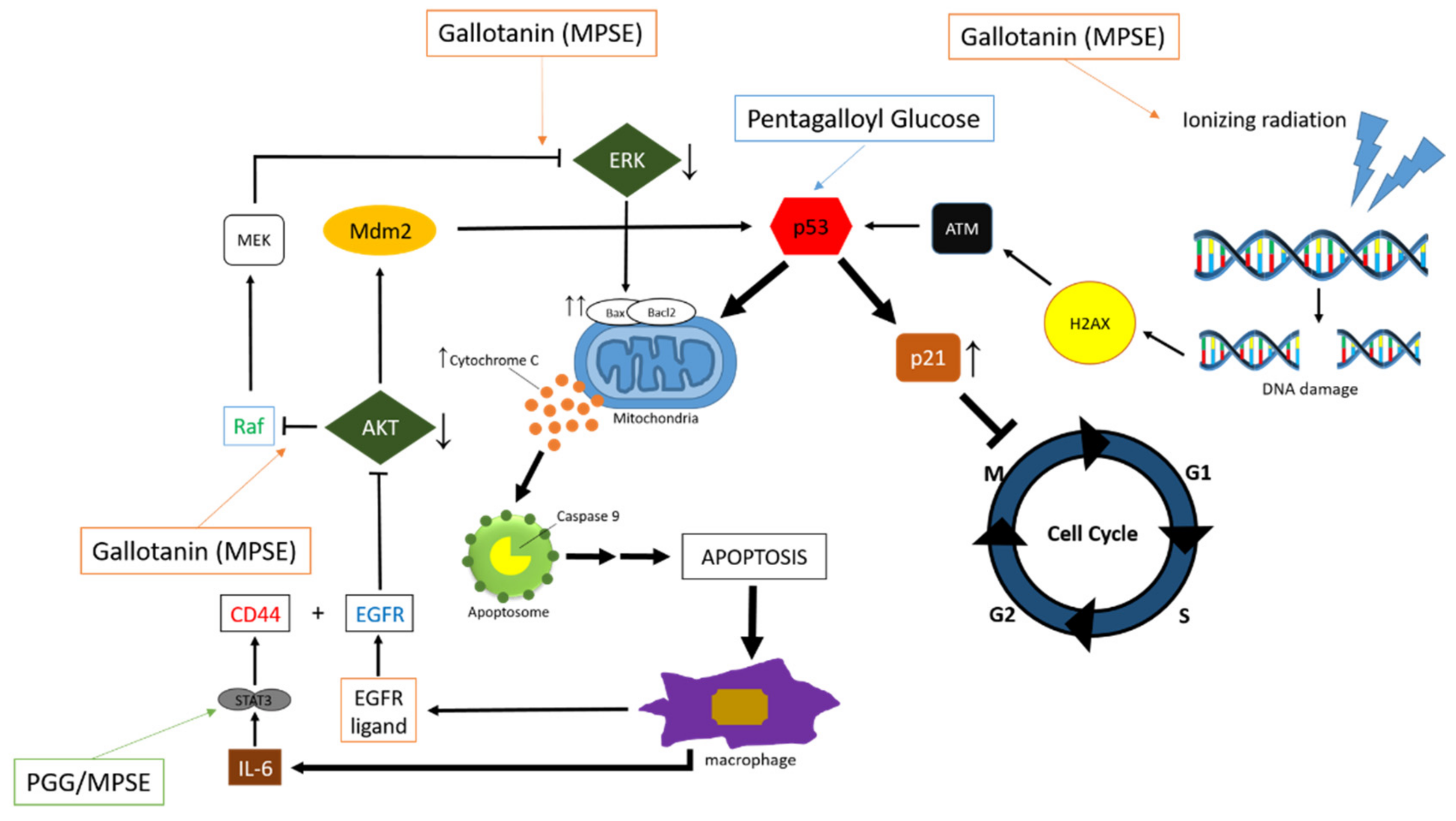 Pharmaceuticals 15 00238 g004 Pharmaceuticals 15 00238 g004