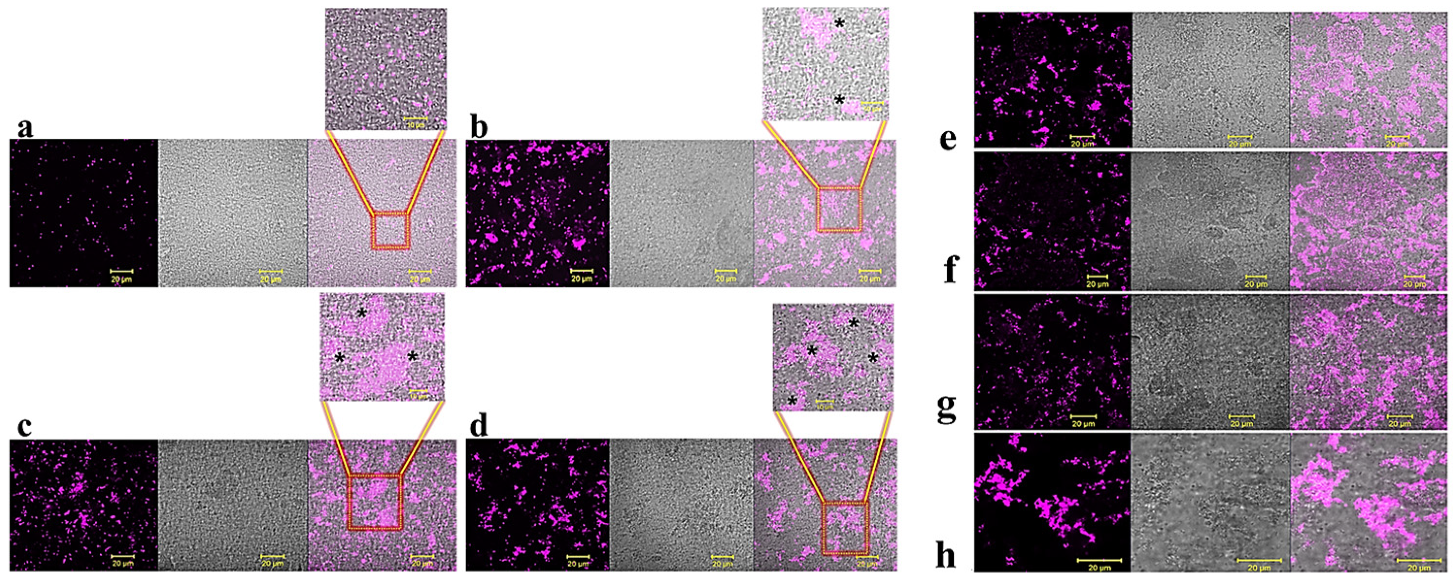Pharmaceuticals 15 00260 g009