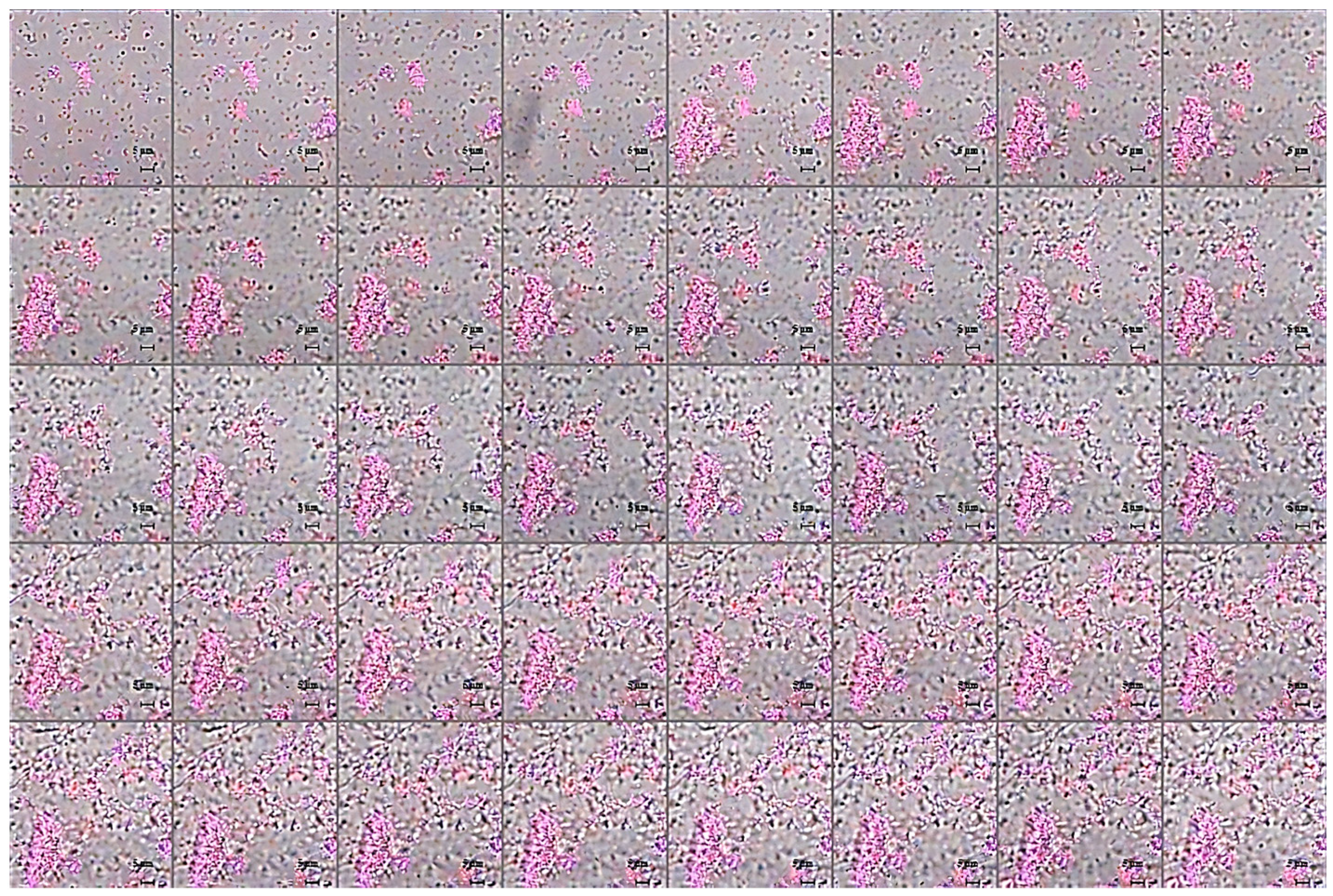 Pharmaceuticals 15 00260 g010