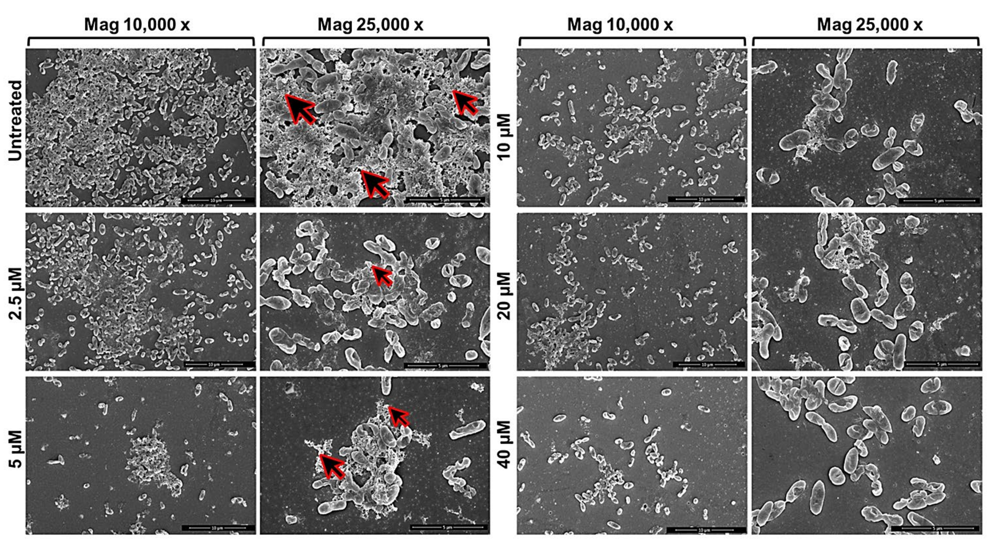Pharmaceuticals 15 00260 g011