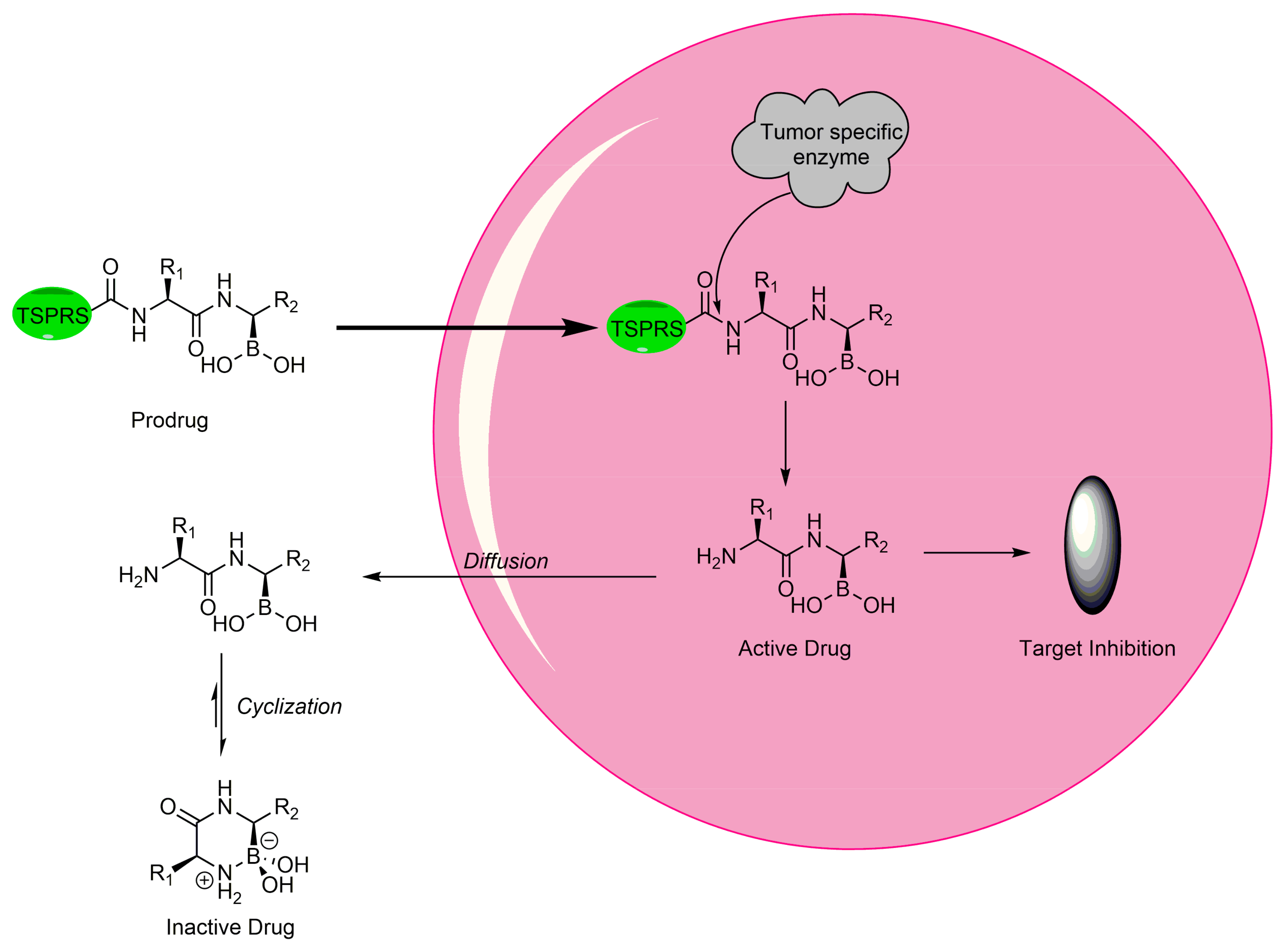 Pharmaceuticals 15 00264 g004
