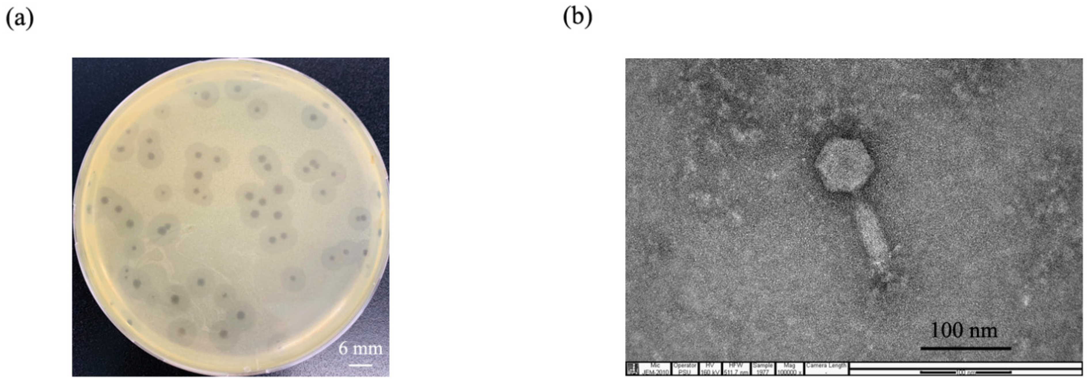 Pharmaceuticals 15 00291 g001