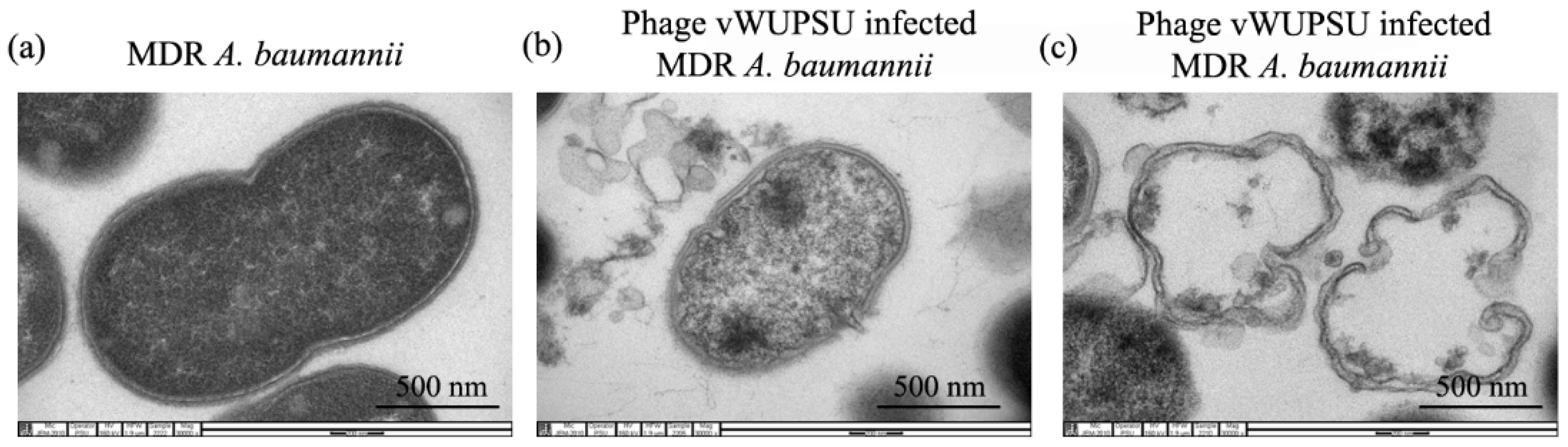 Pharmaceuticals 15 00291 g005