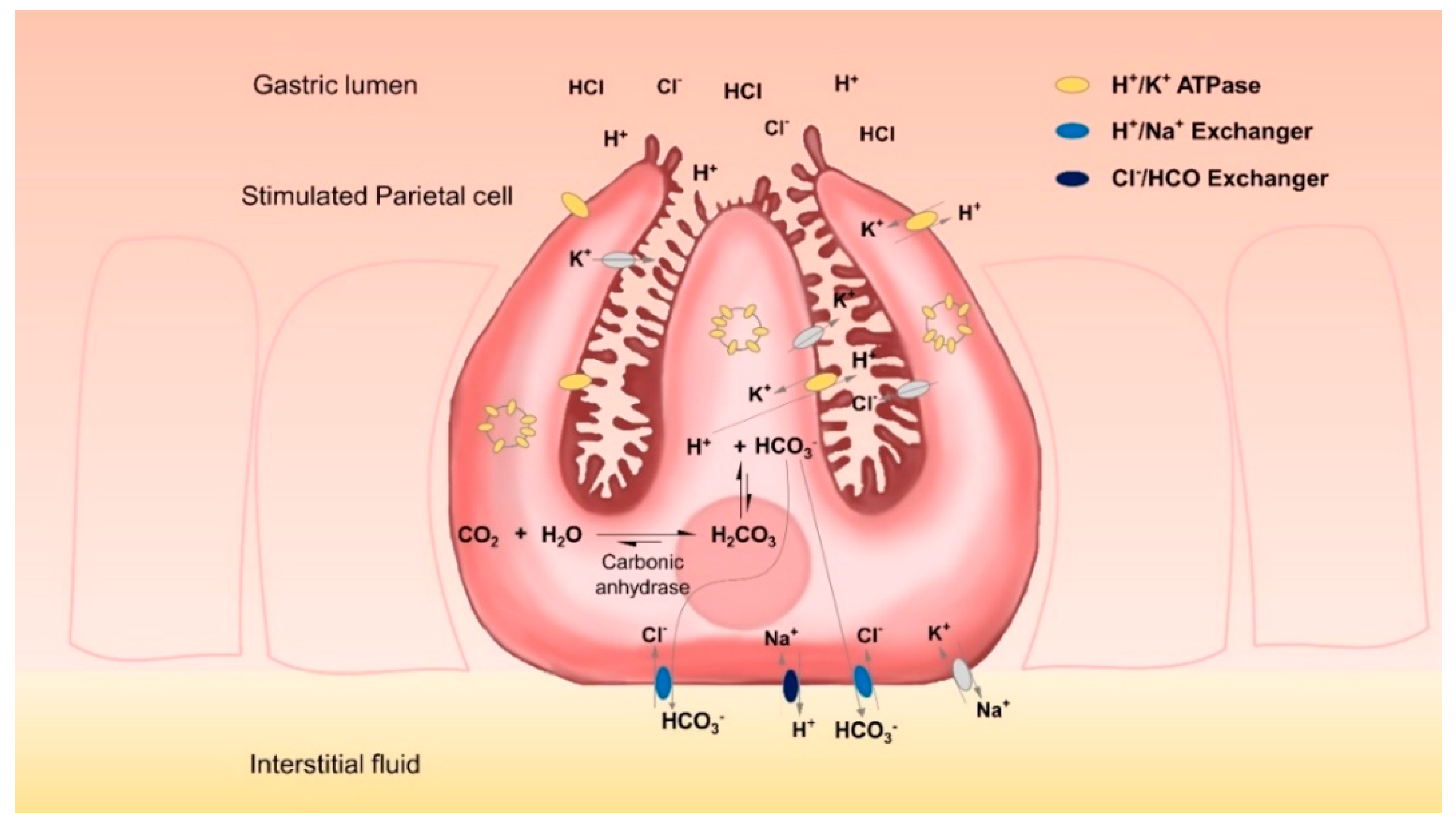 Pharmaceuticals 15 00317 g001 550