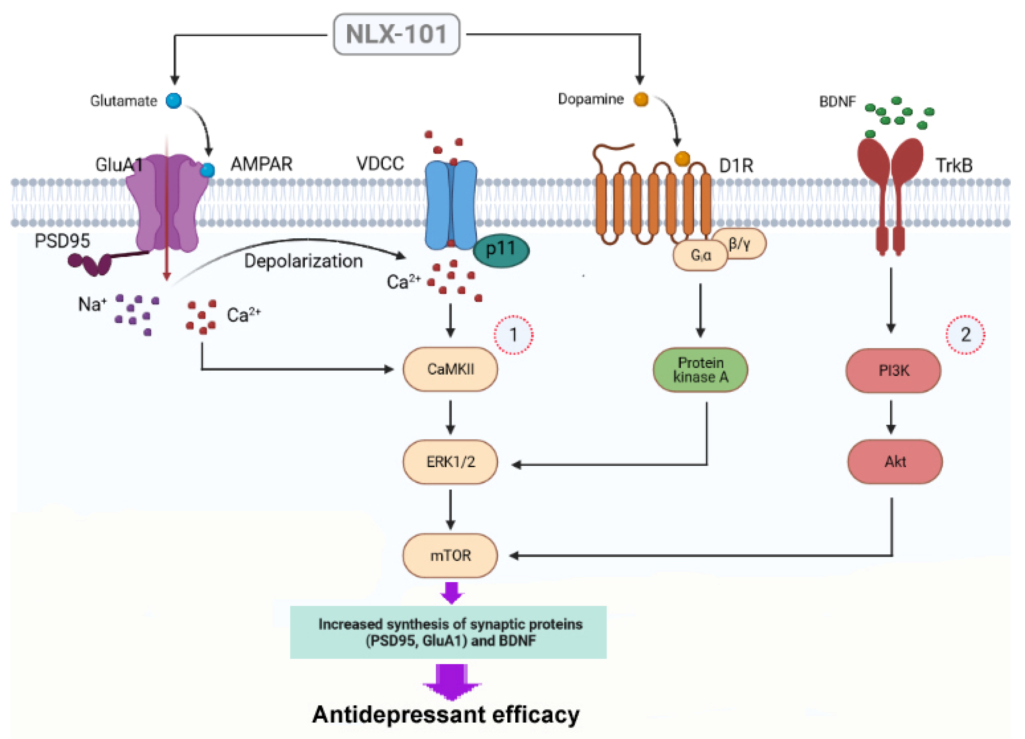 Pharmaceuticals 15 00337 g008