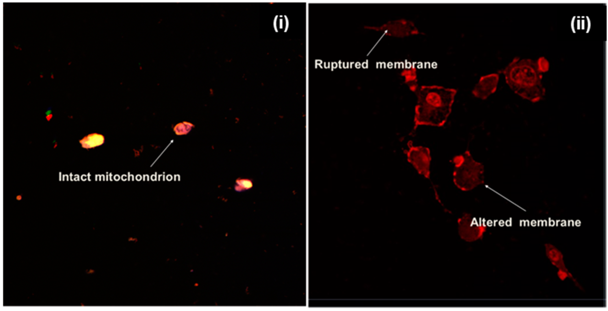 Pharmaceuticals 15 00353 g007 Pharmaceuticals 15 00353 g007