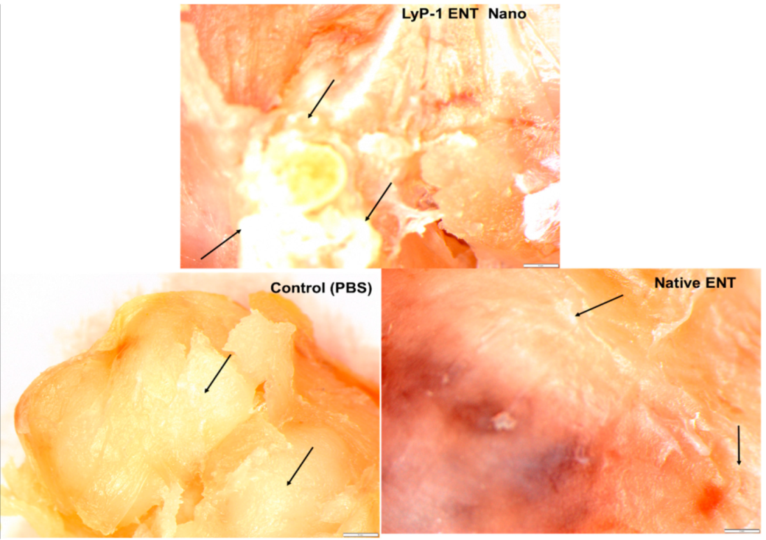 Pharmaceuticals 15 00353 g012 Pharmaceuticals 15 00353 g012