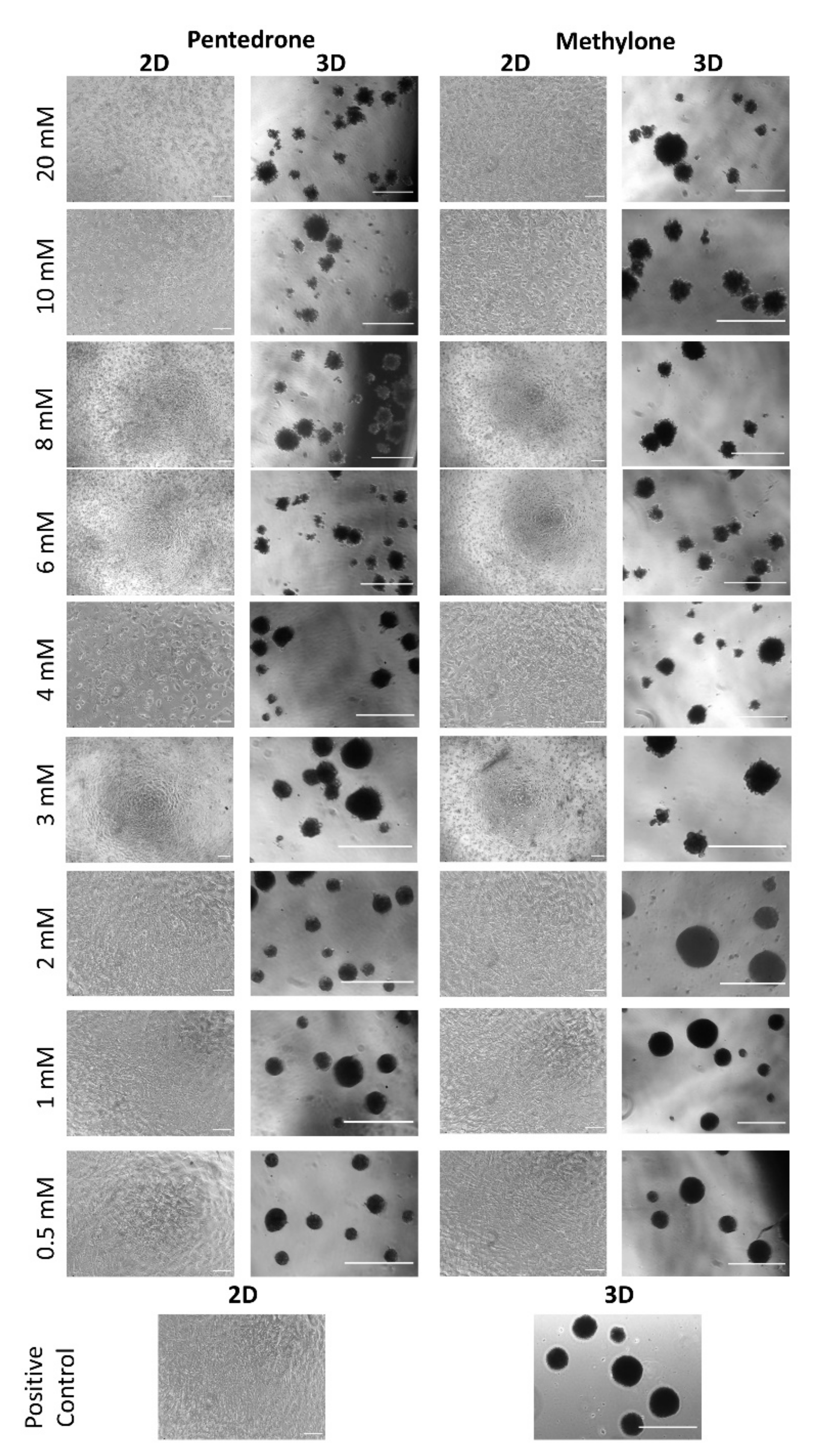 Pharmaceuticals 15 00368 g004 550
