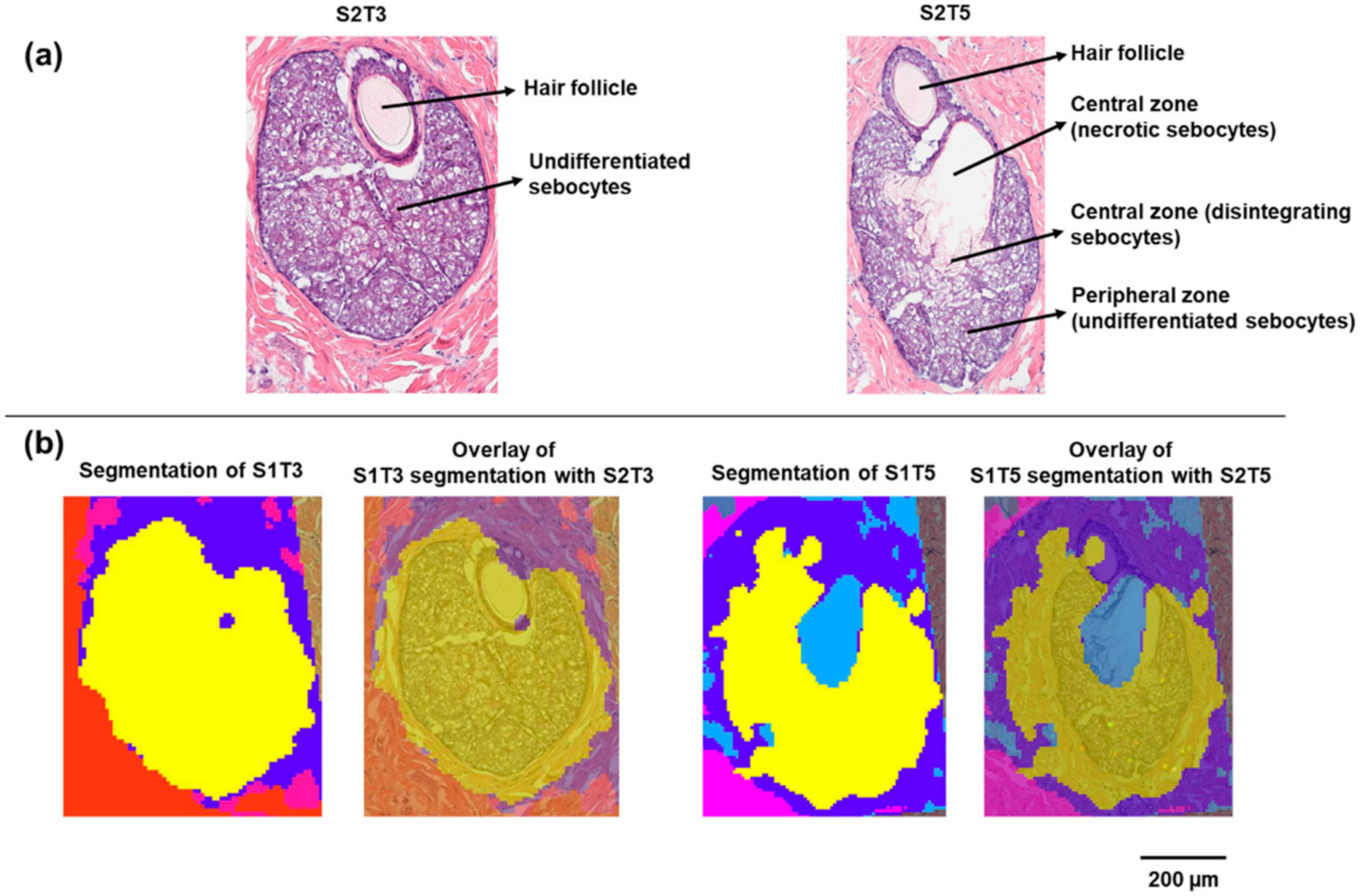 Pharmaceuticals 15 00411 g001 550