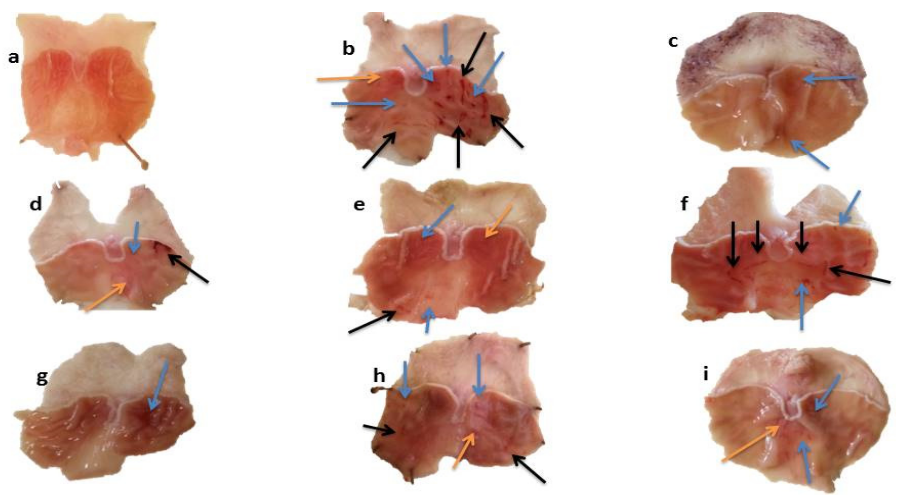 Pharmaceuticals 15 00427 g005