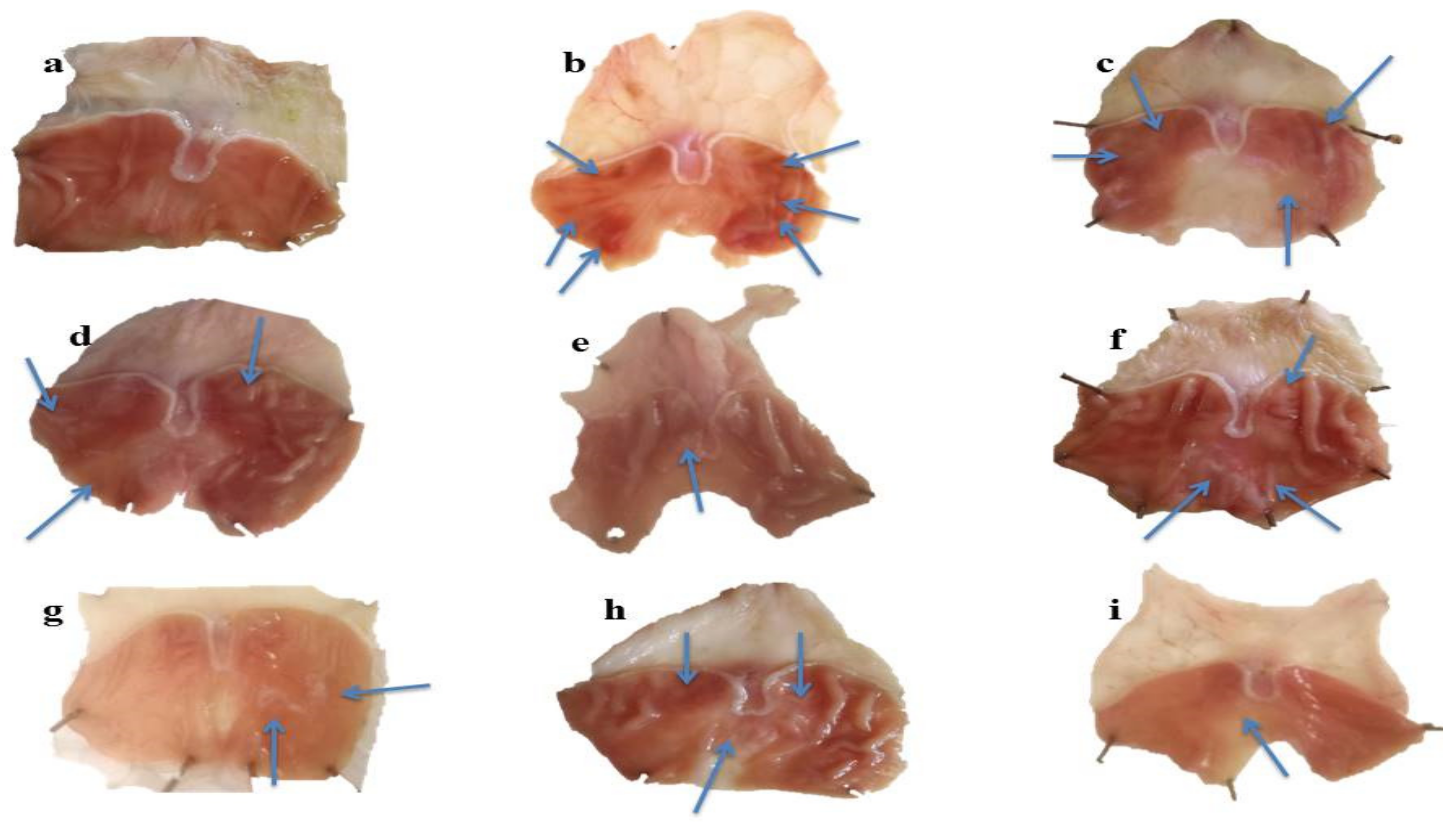 Pharmaceuticals 15 00427 g006