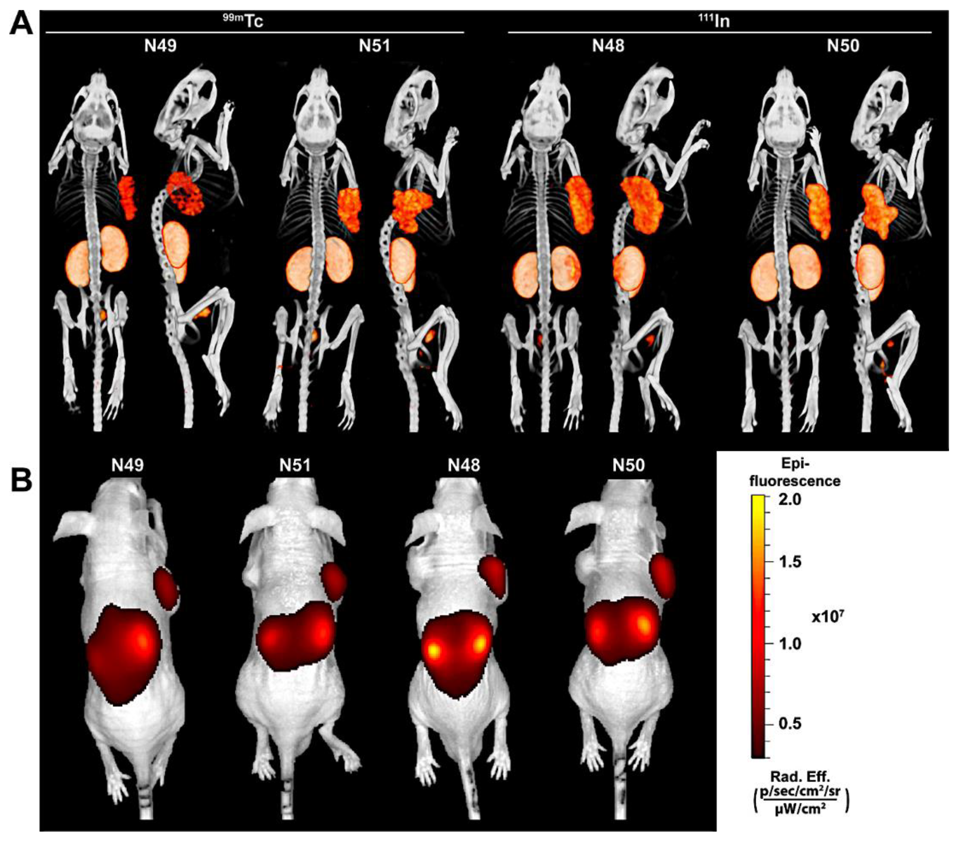 Pharmaceuticals 15 00432 g011