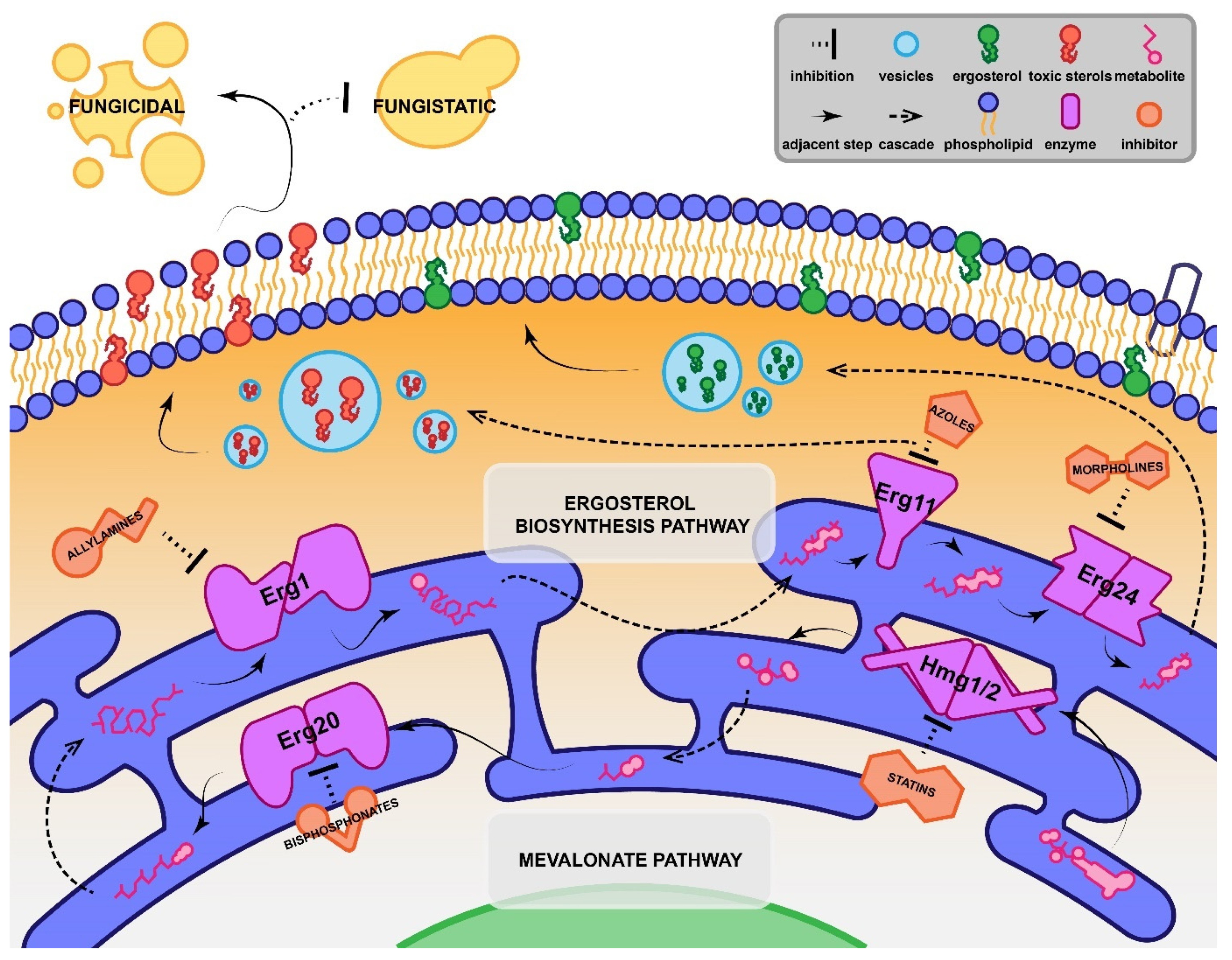Augmenting Azoles with Drug Synergy to Expand the Antifungal