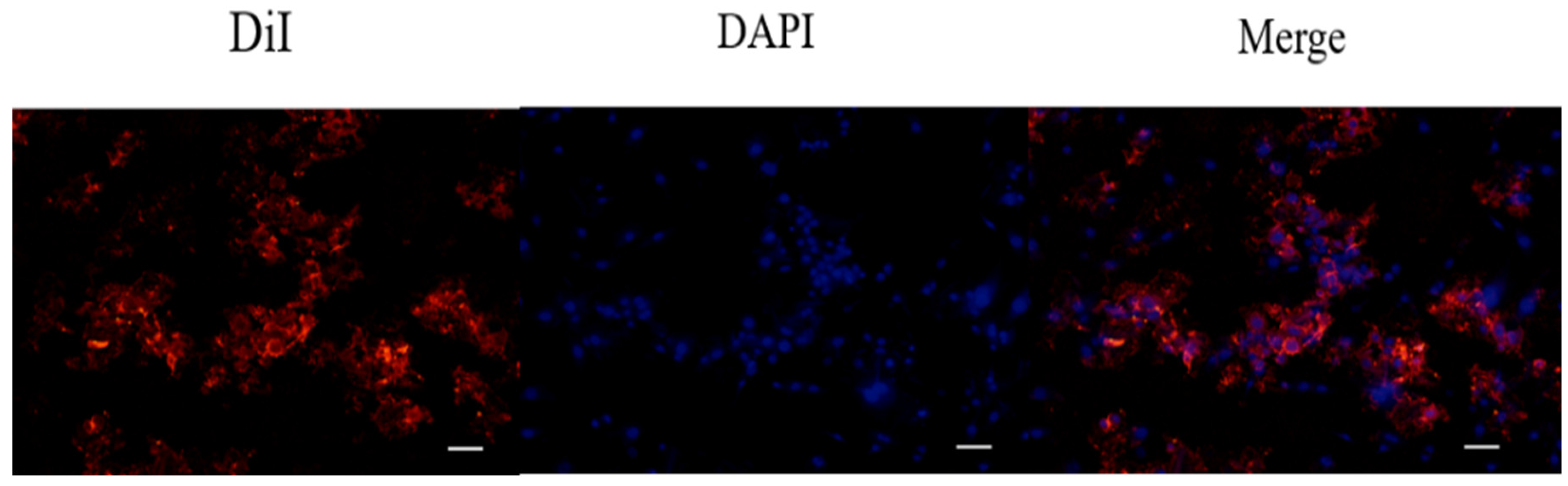 Pharmaceuticals 15 00490 g004 550